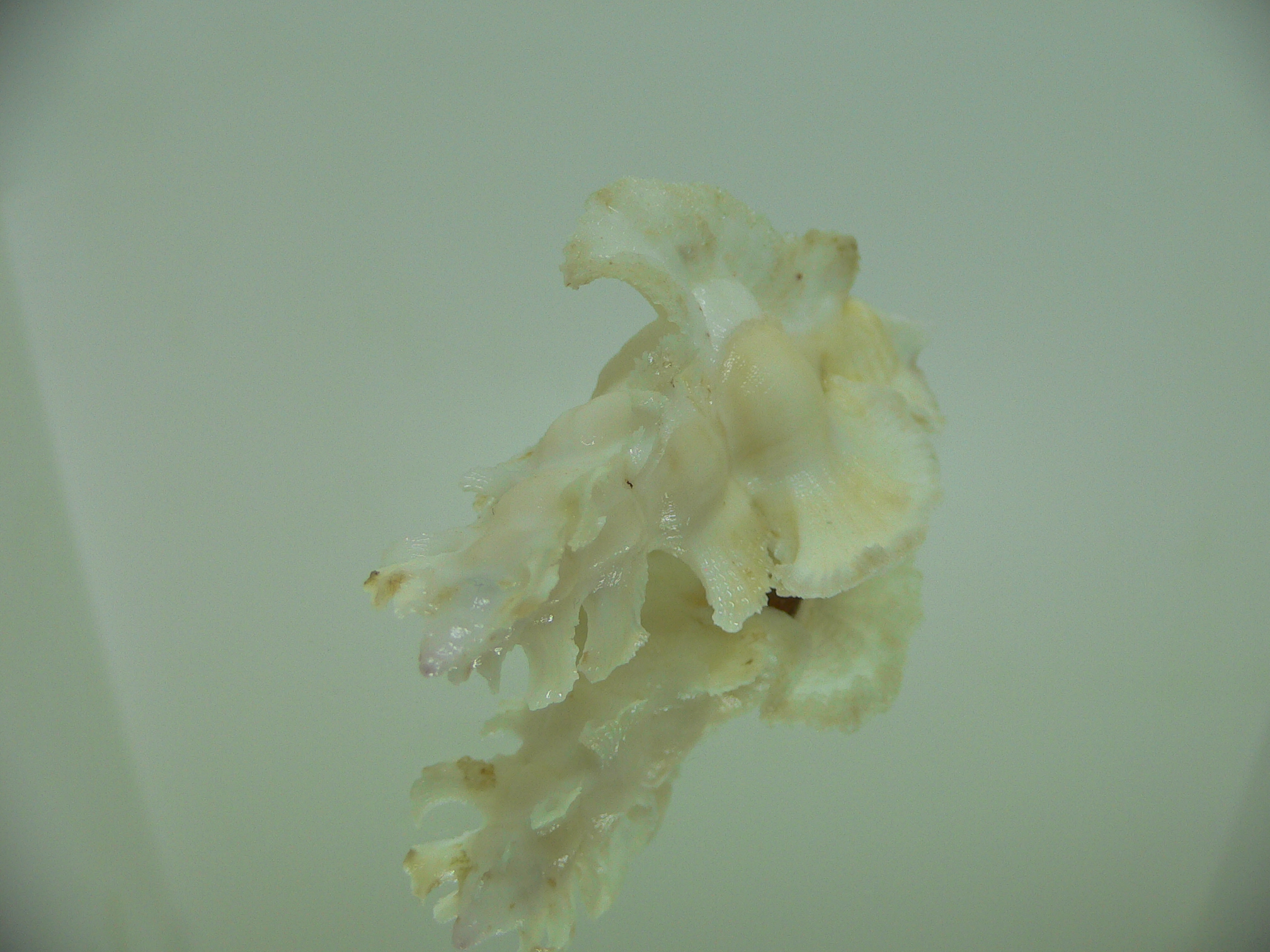 Pterynotus elongatus BEIGE