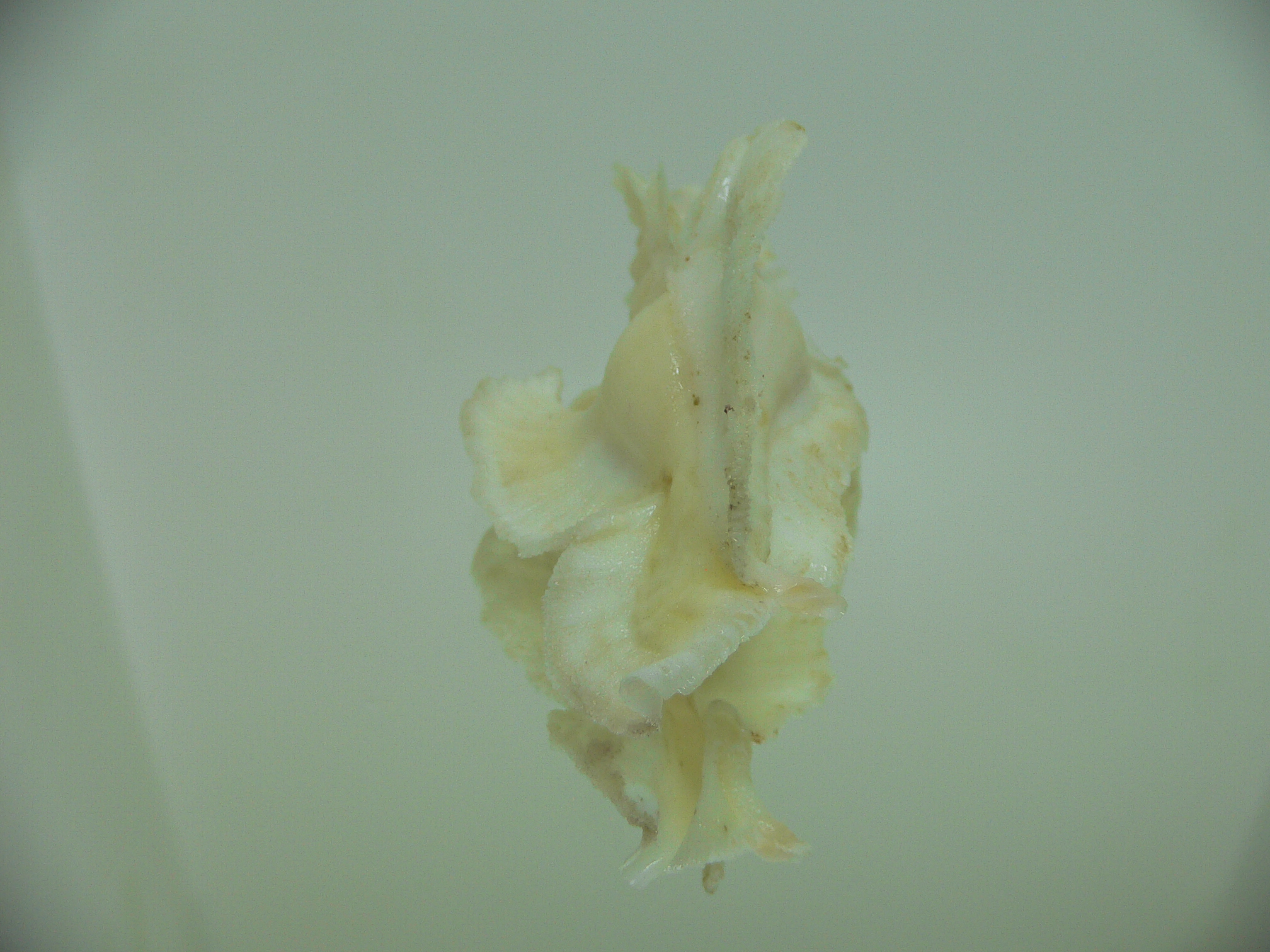 Pterynotus elongatus BEIGE