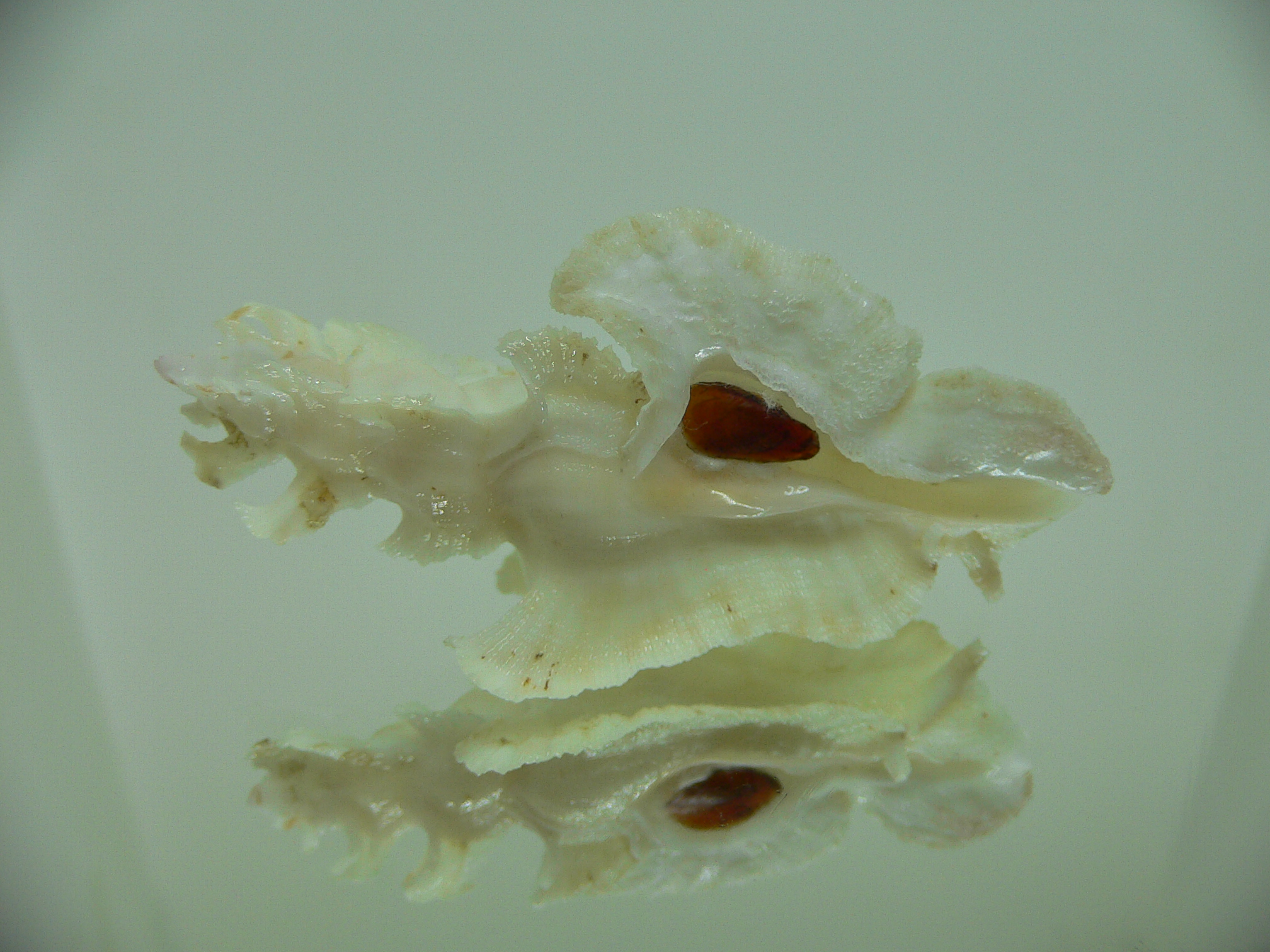 Pterynotus elongatus BEIGE