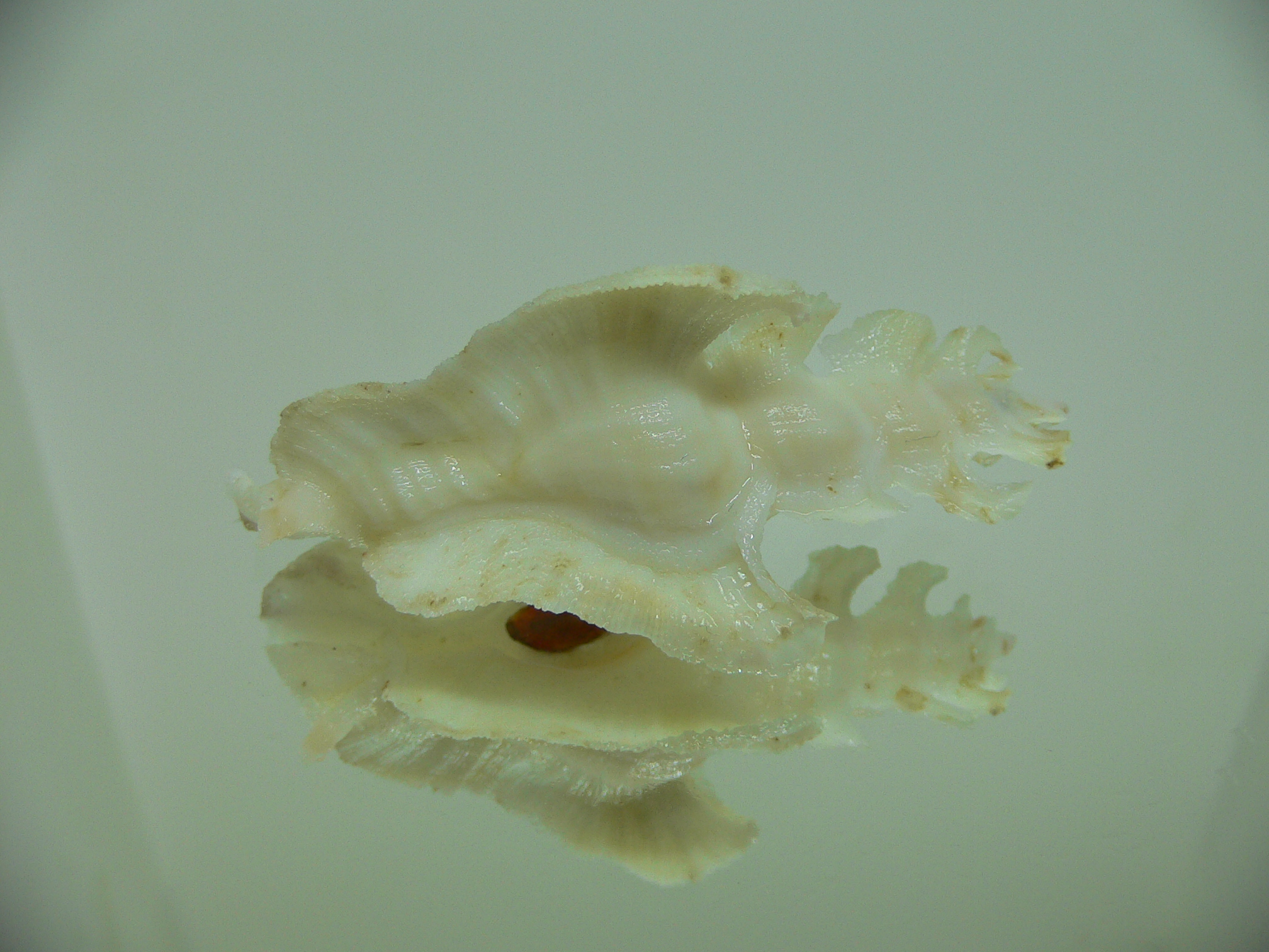 Pterynotus elongatus BEIGE