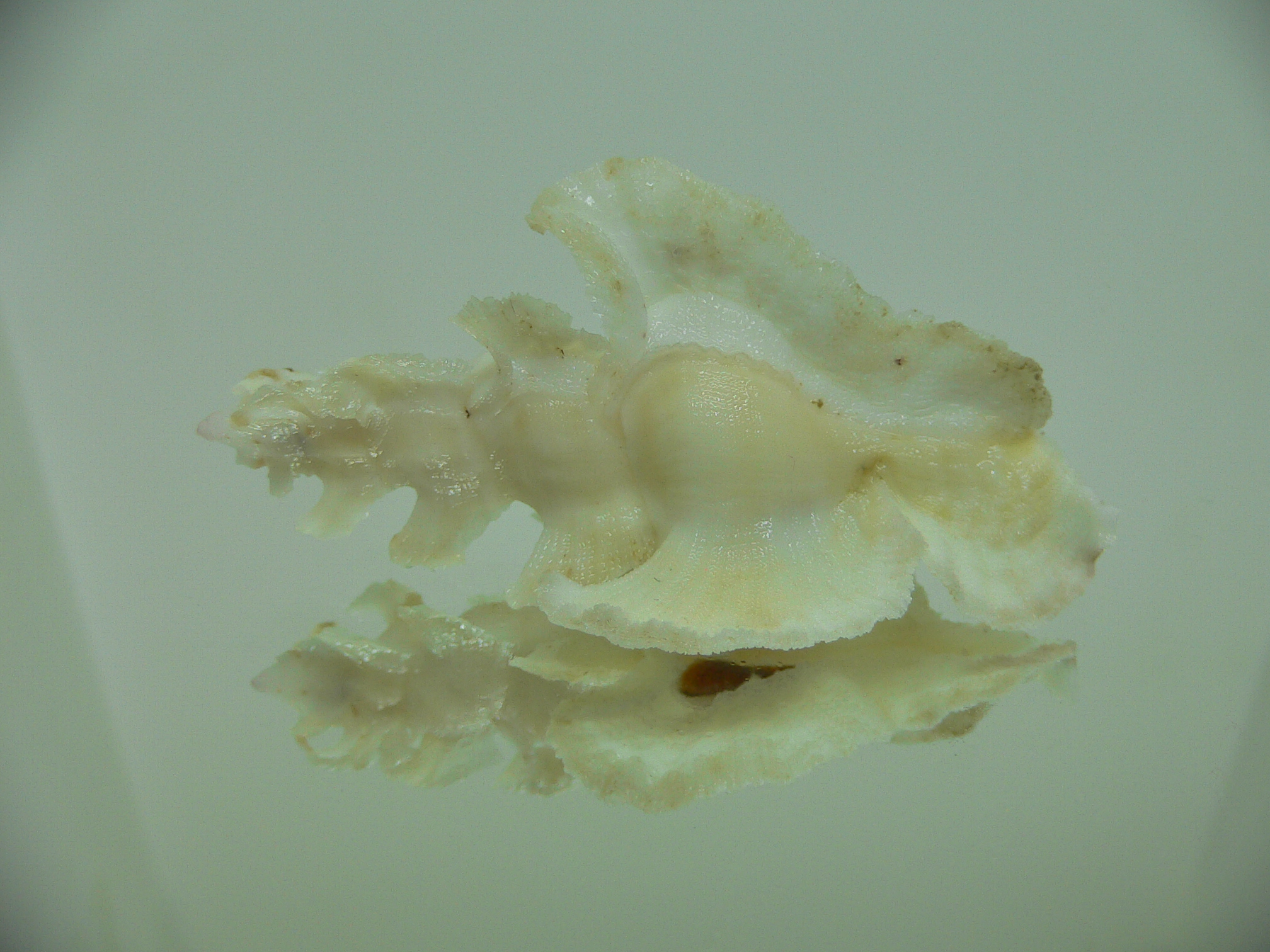 Pterynotus elongatus BEIGE