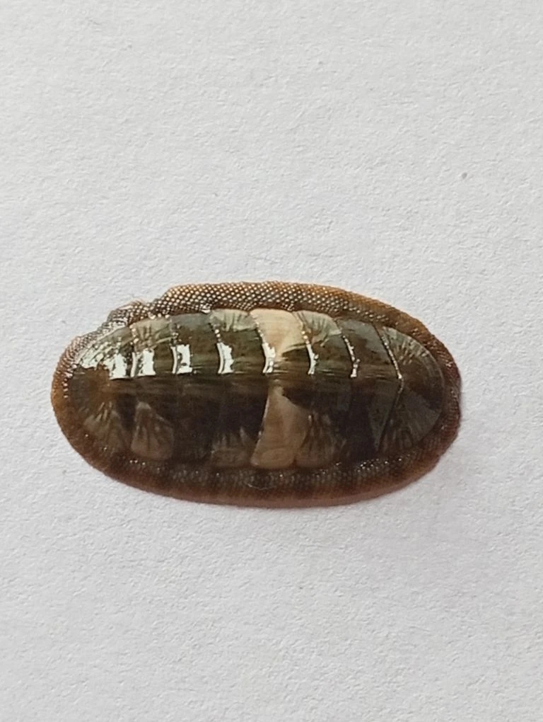 Ischnochiton smaragdinus ENDEMIC 5