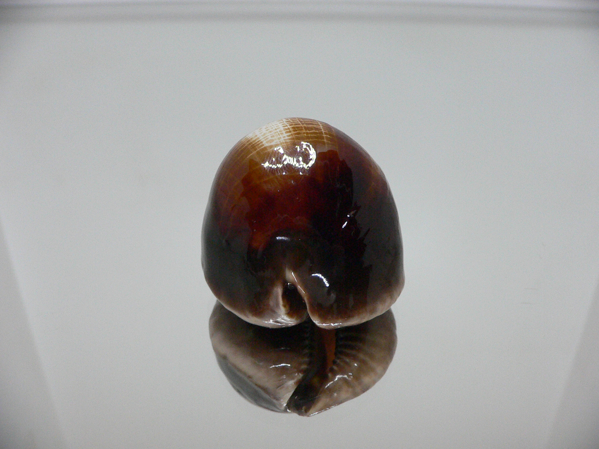 Zoila rosselli rosselli SUPER HUMP