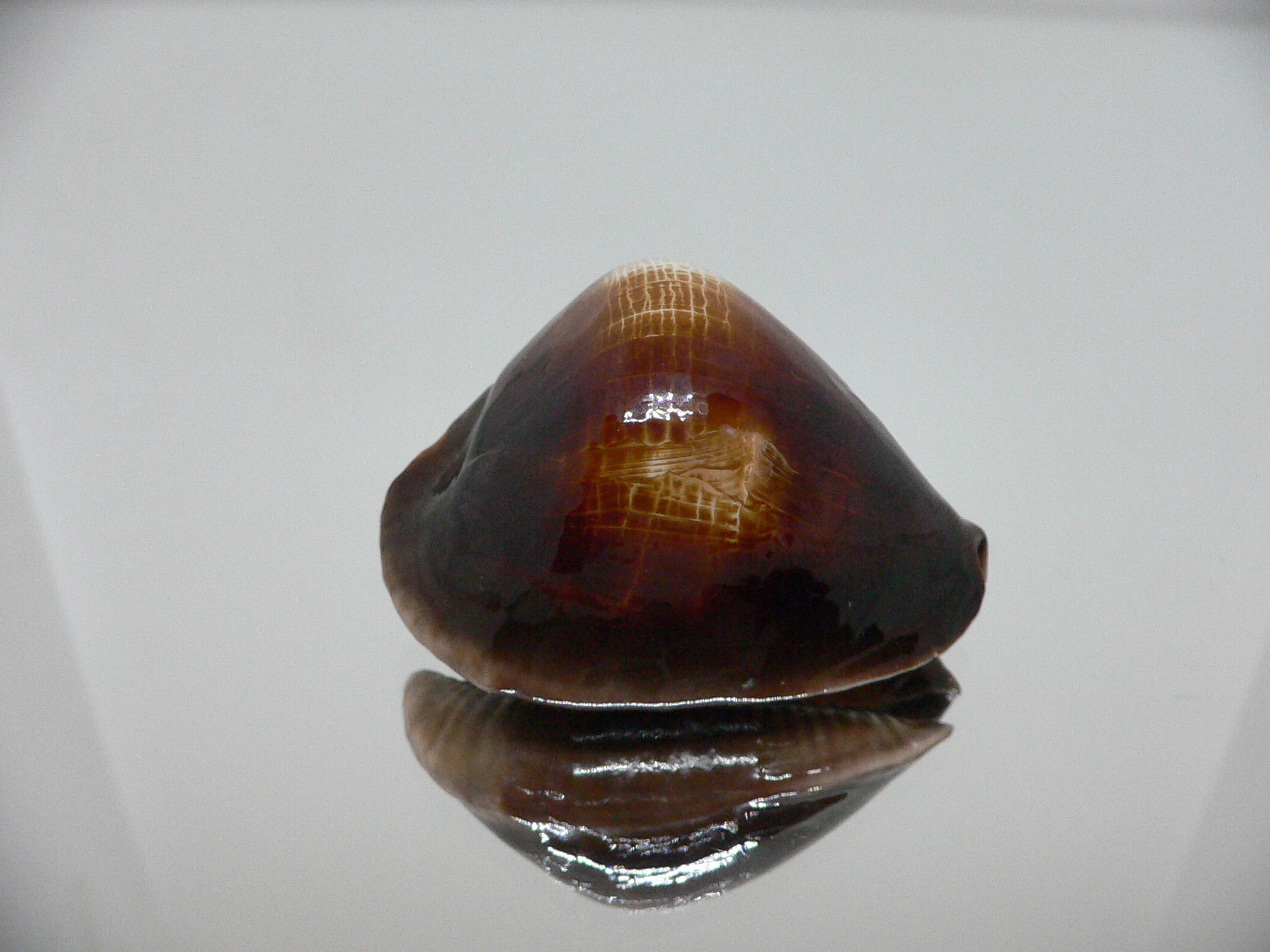 Zoila rosselli rosselli SUPER HUMP