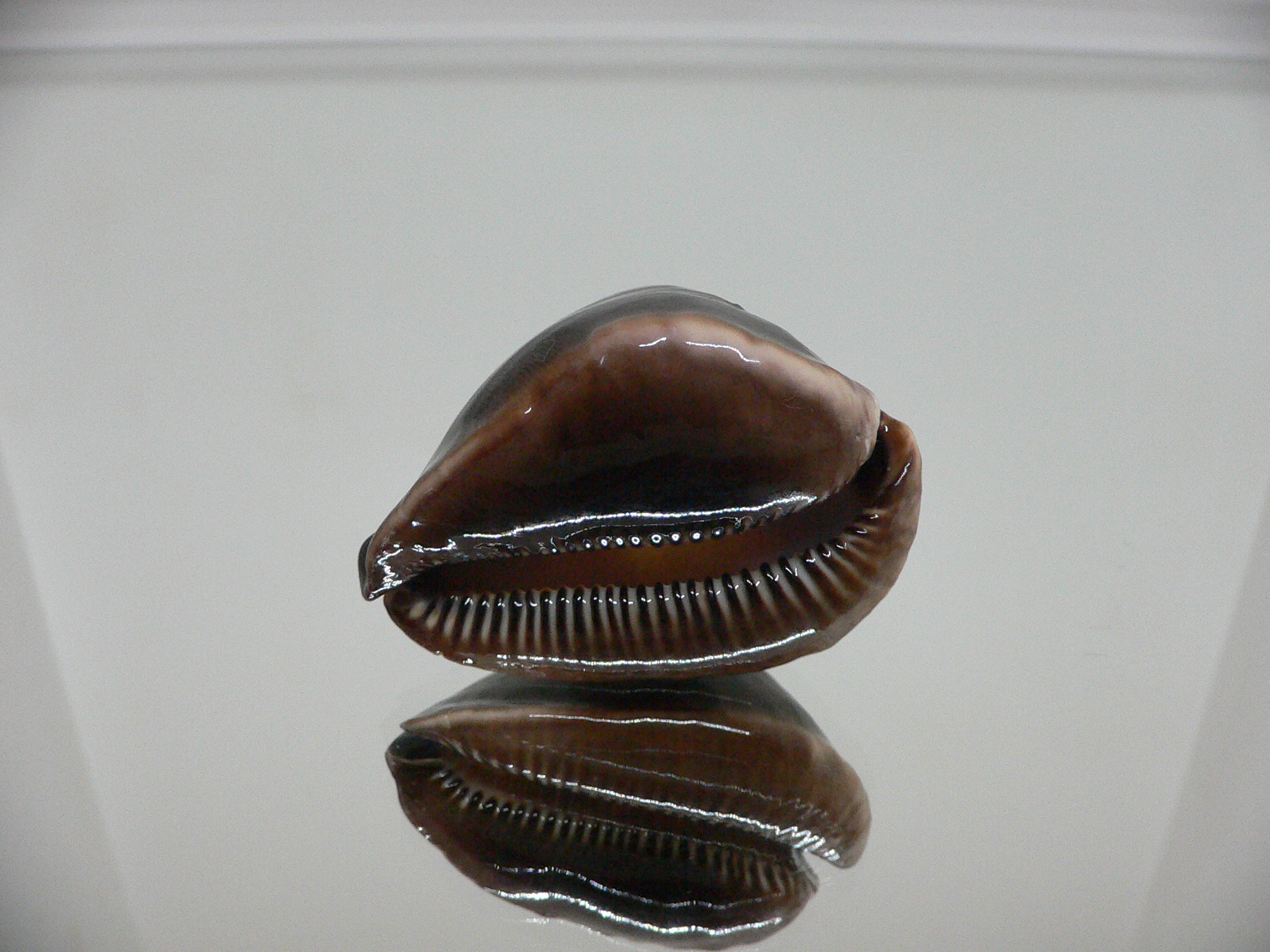 Zoila rosselli rosselli SUPER HUMP