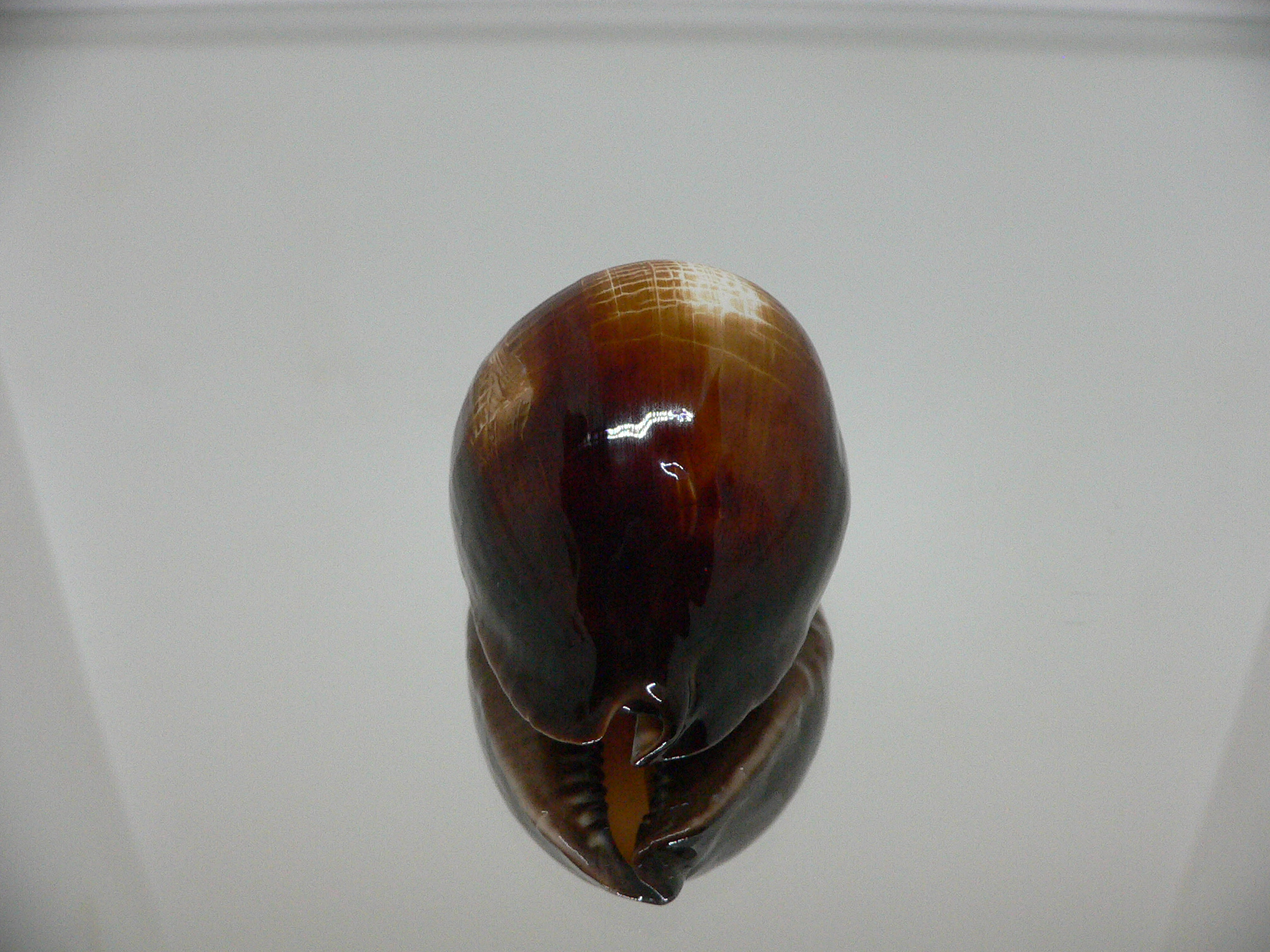 Zoila rosselli rosselli SUPER HUMP