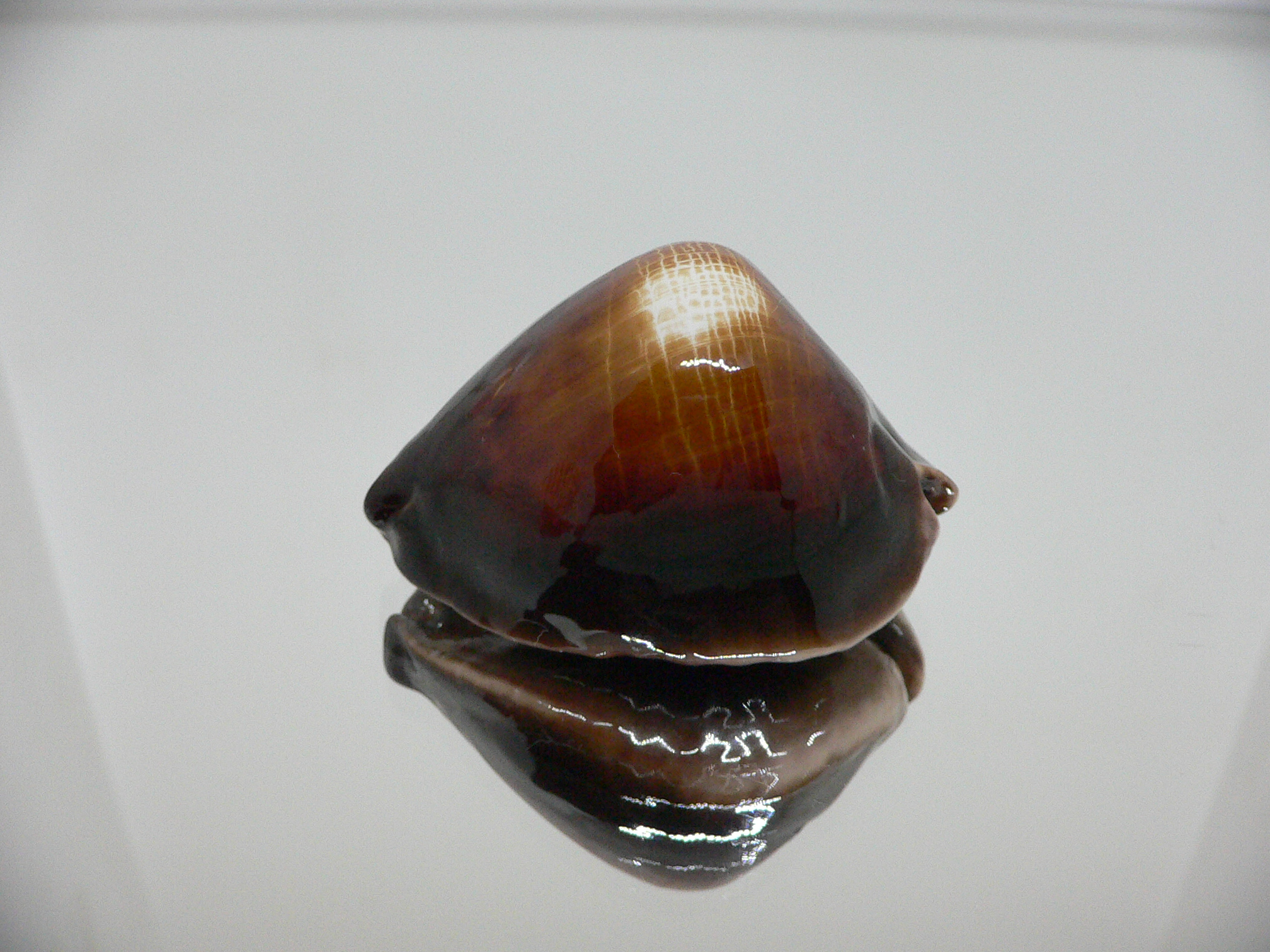 Zoila rosselli rosselli SUPER HUMP