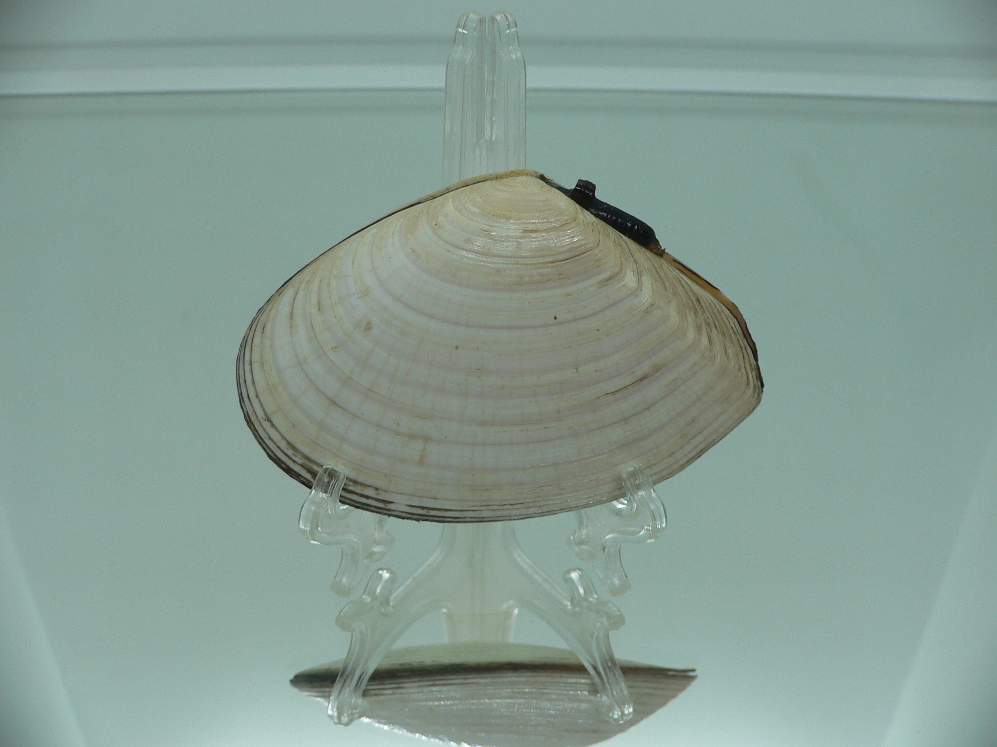 Peronidia venulosa BIG