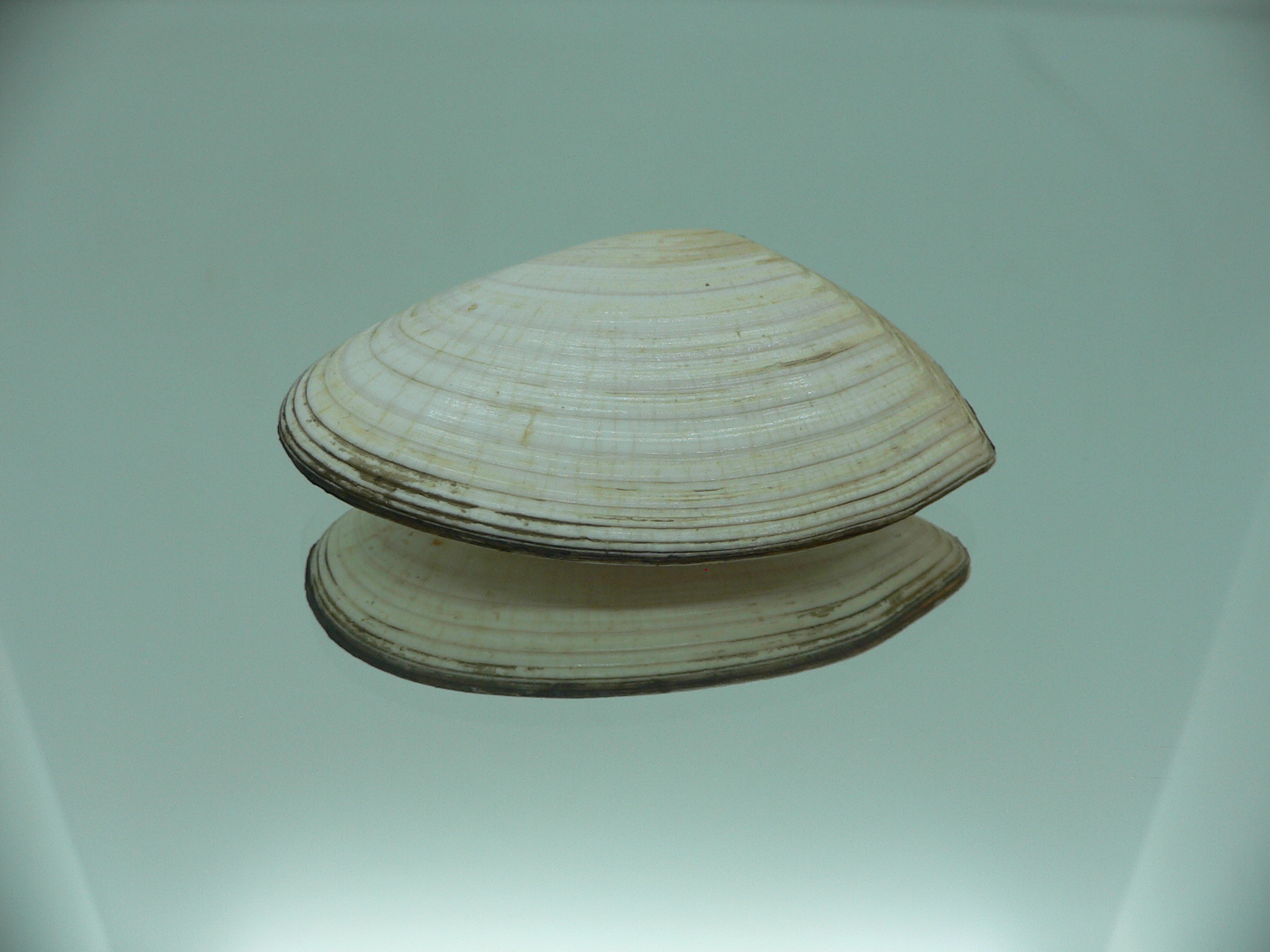 Peronidia venulosa BIG