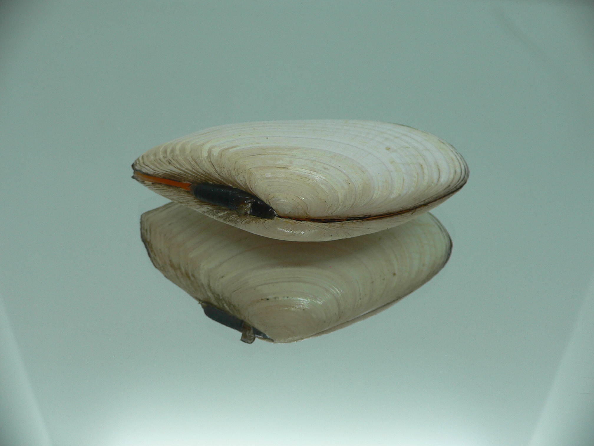 Peronidia venulosa BIG