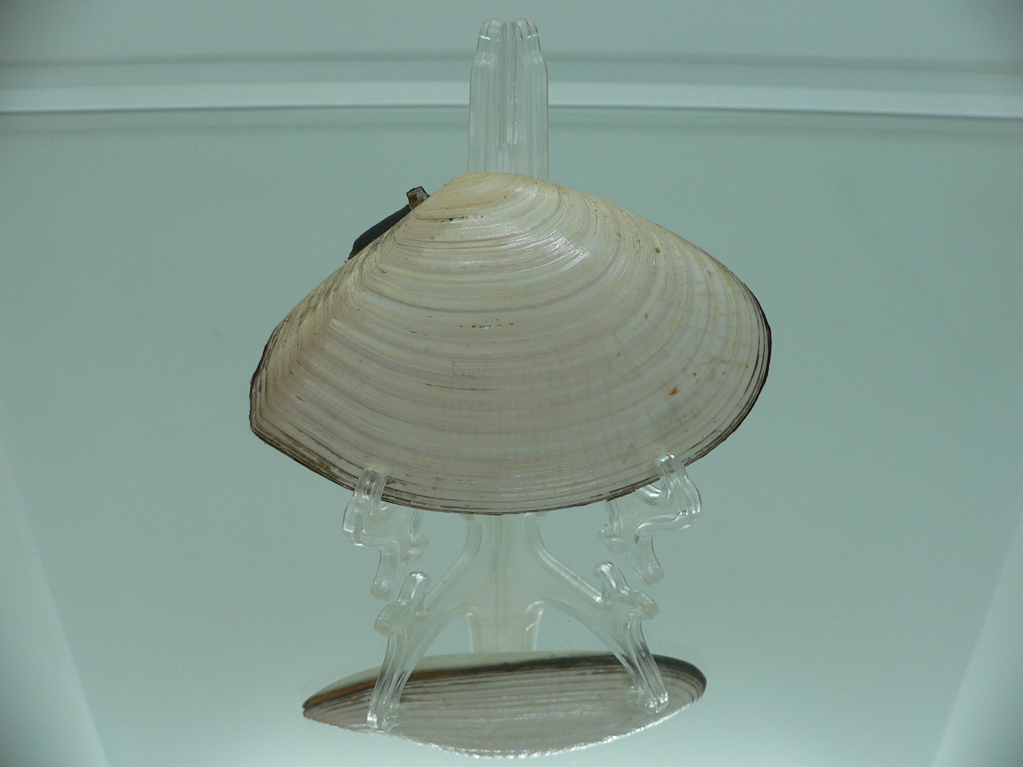 Peronidia venulosa BIG