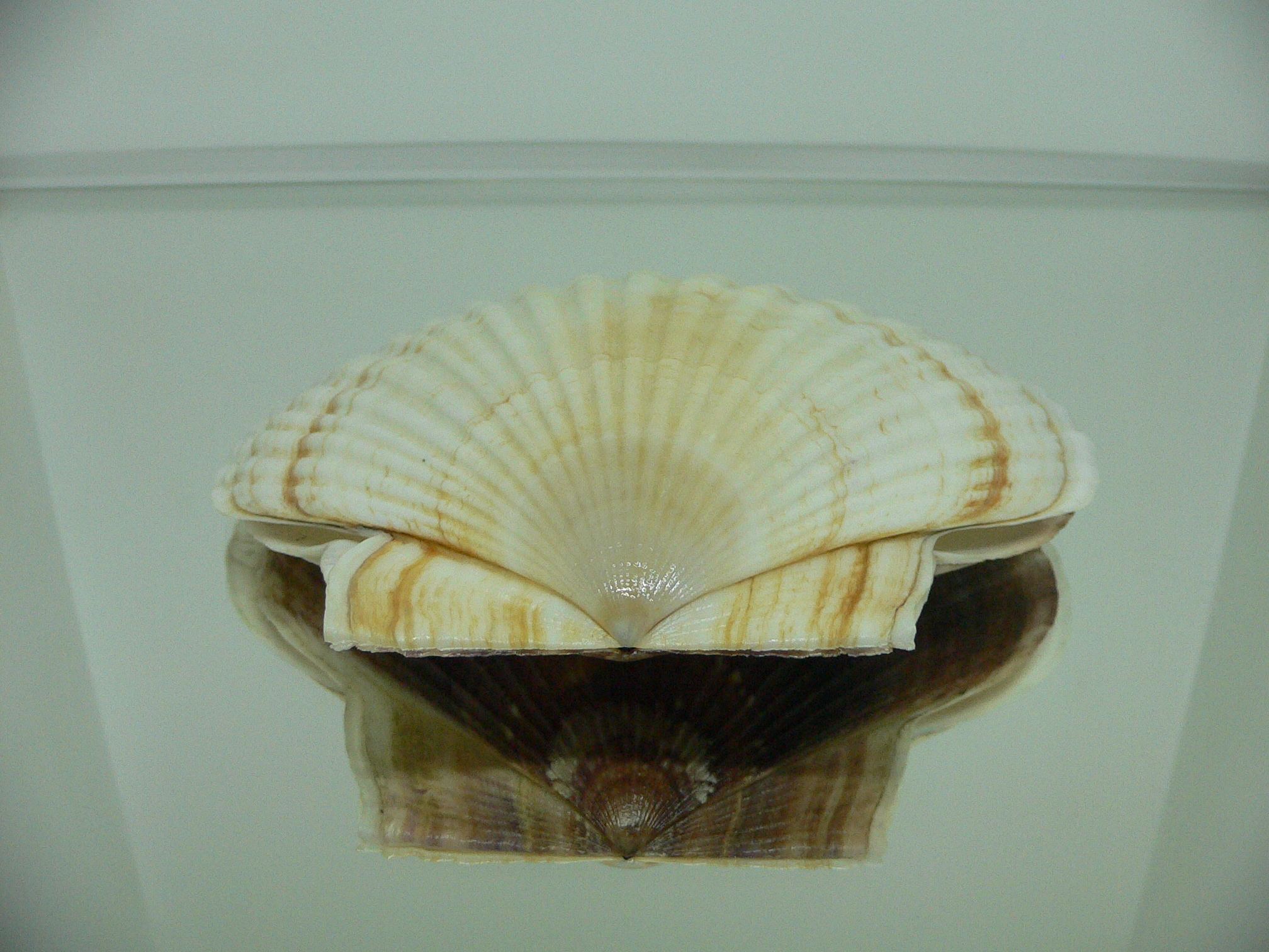 Patinopecten yessoensis RADIANT