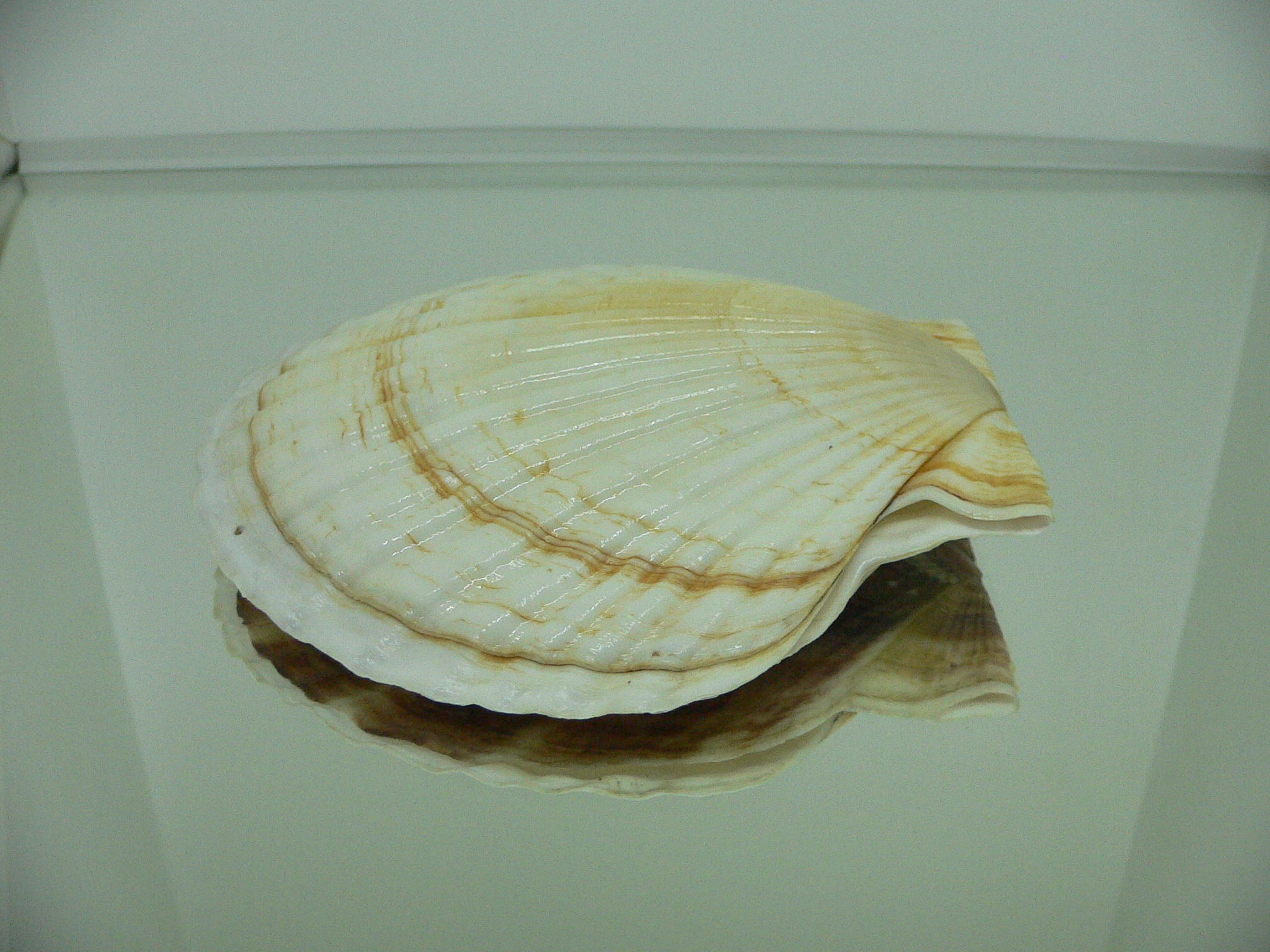 Patinopecten yessoensis RADIANT