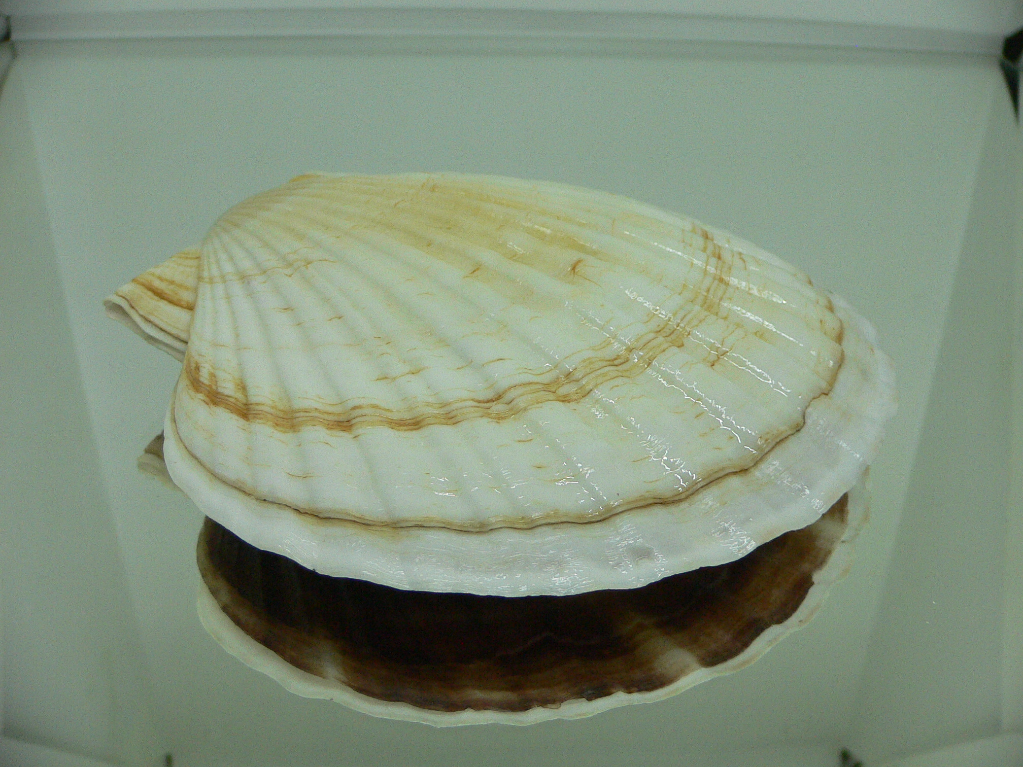 Patinopecten yessoensis RADIANT