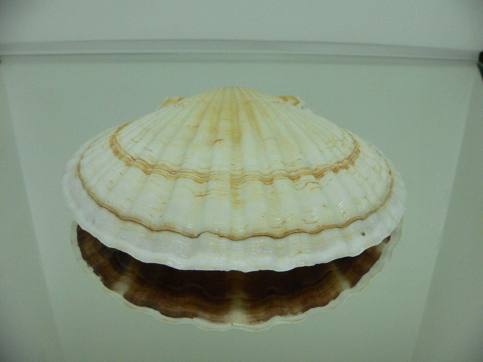 Patinopecten yessoensis RADIANT