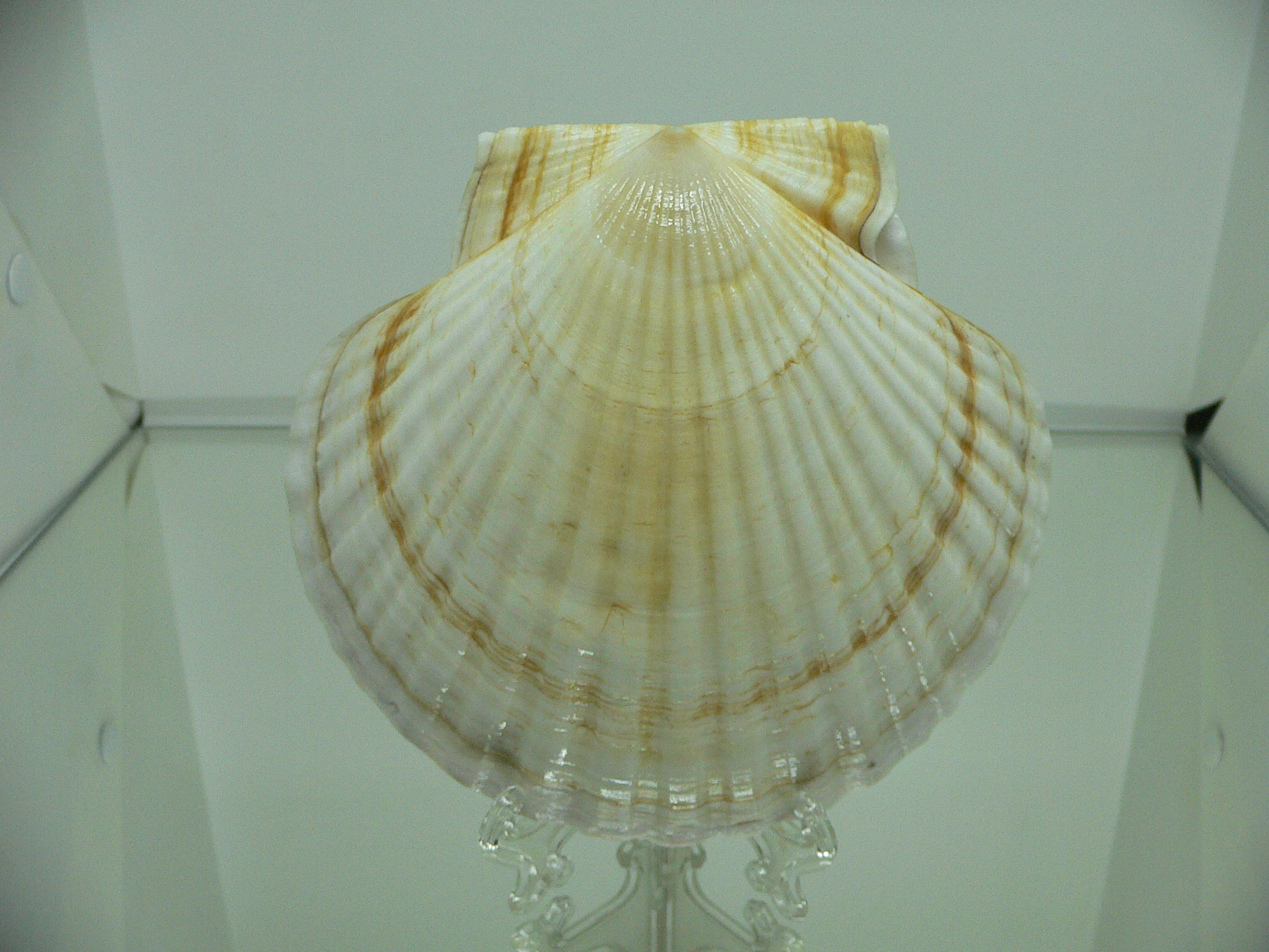Patinopecten yessoensis RADIANT