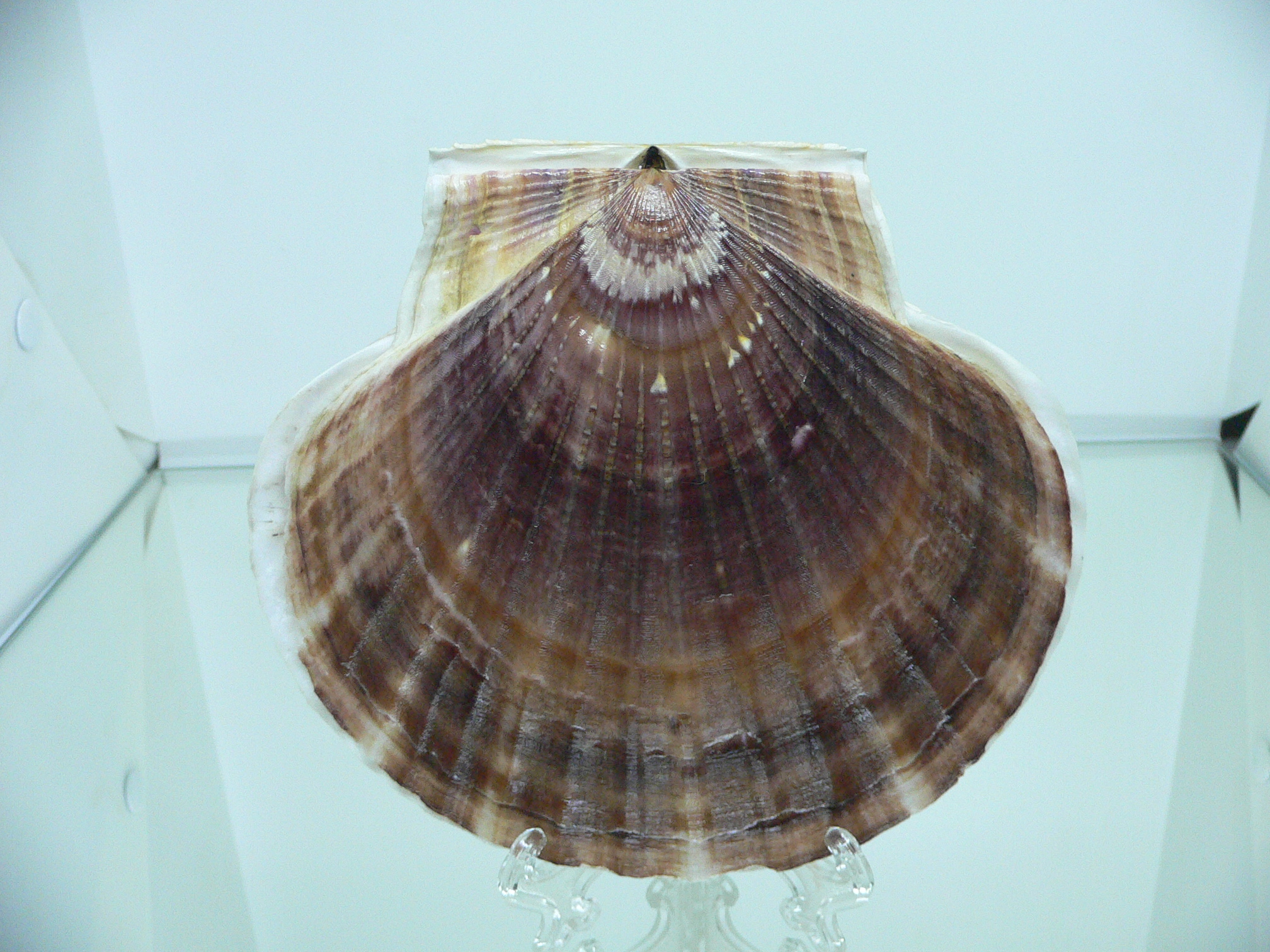 Patinopecten yessoensis RADIANT