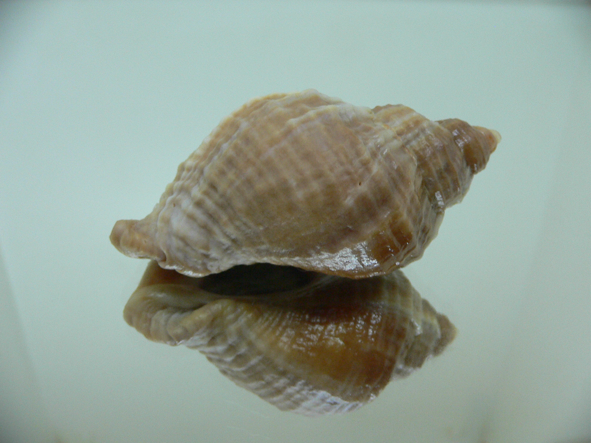 Nucella freycinetii freycinetii ELONGATE & CURLY