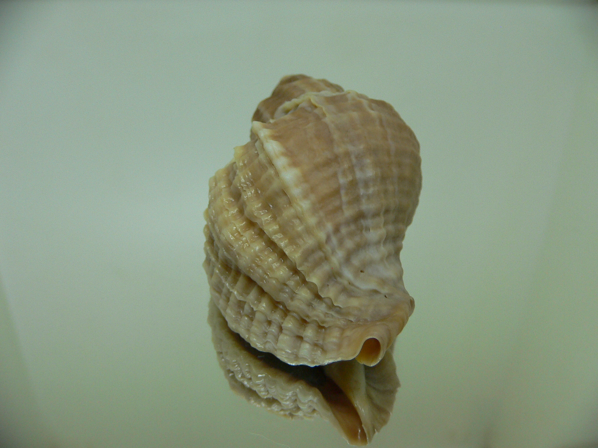 Nucella freycinetii freycinetii ELONGATE & CURLY