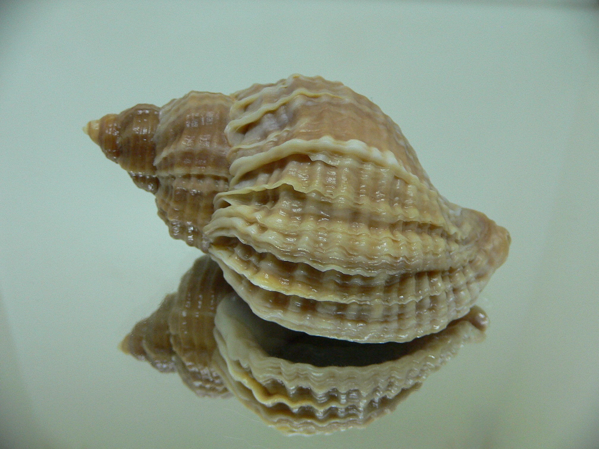 Nucella freycinetii freycinetii ELONGATE & CURLY