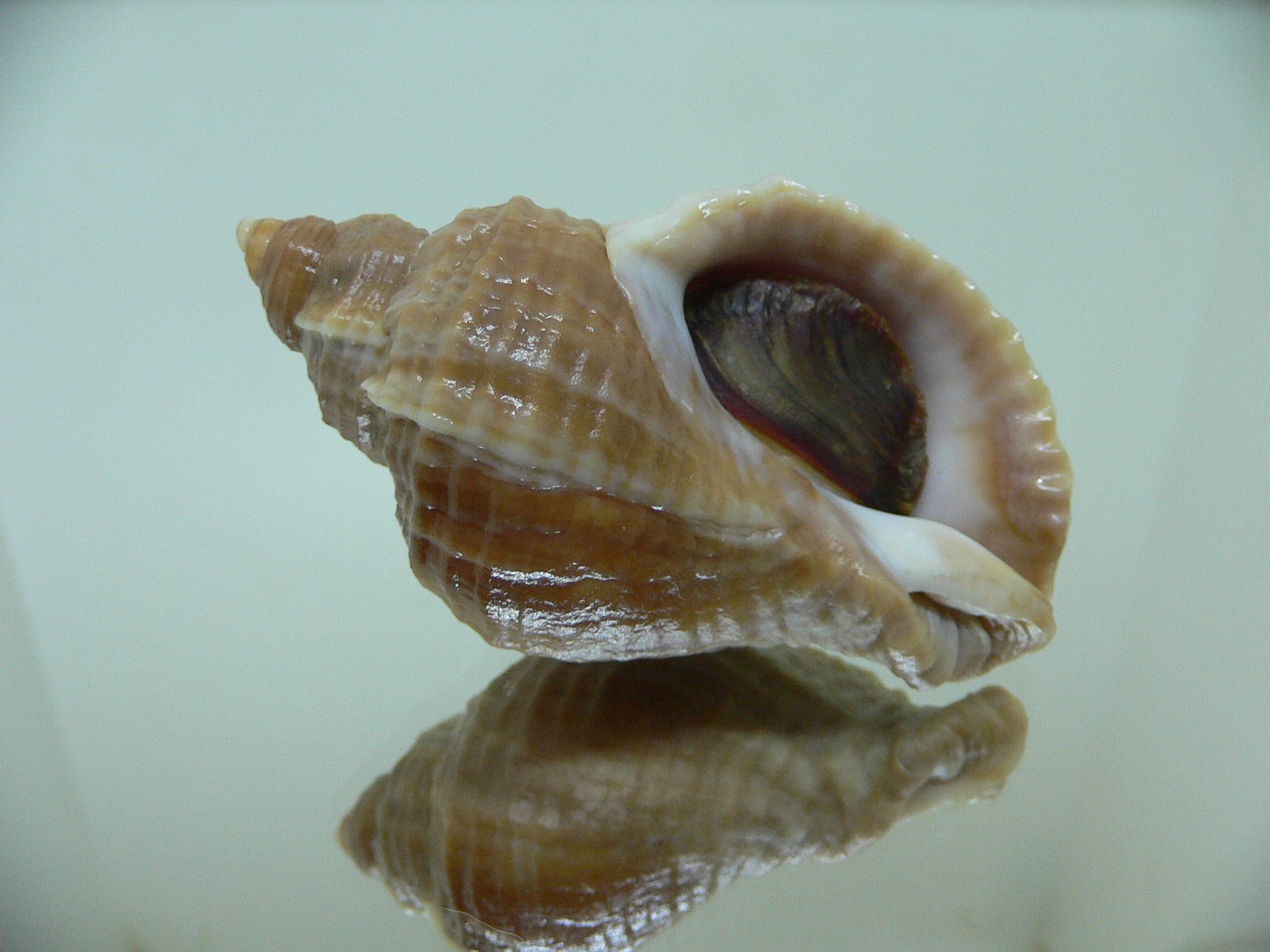 Nucella freycinetii freycinetii ELONGATE & CURLY