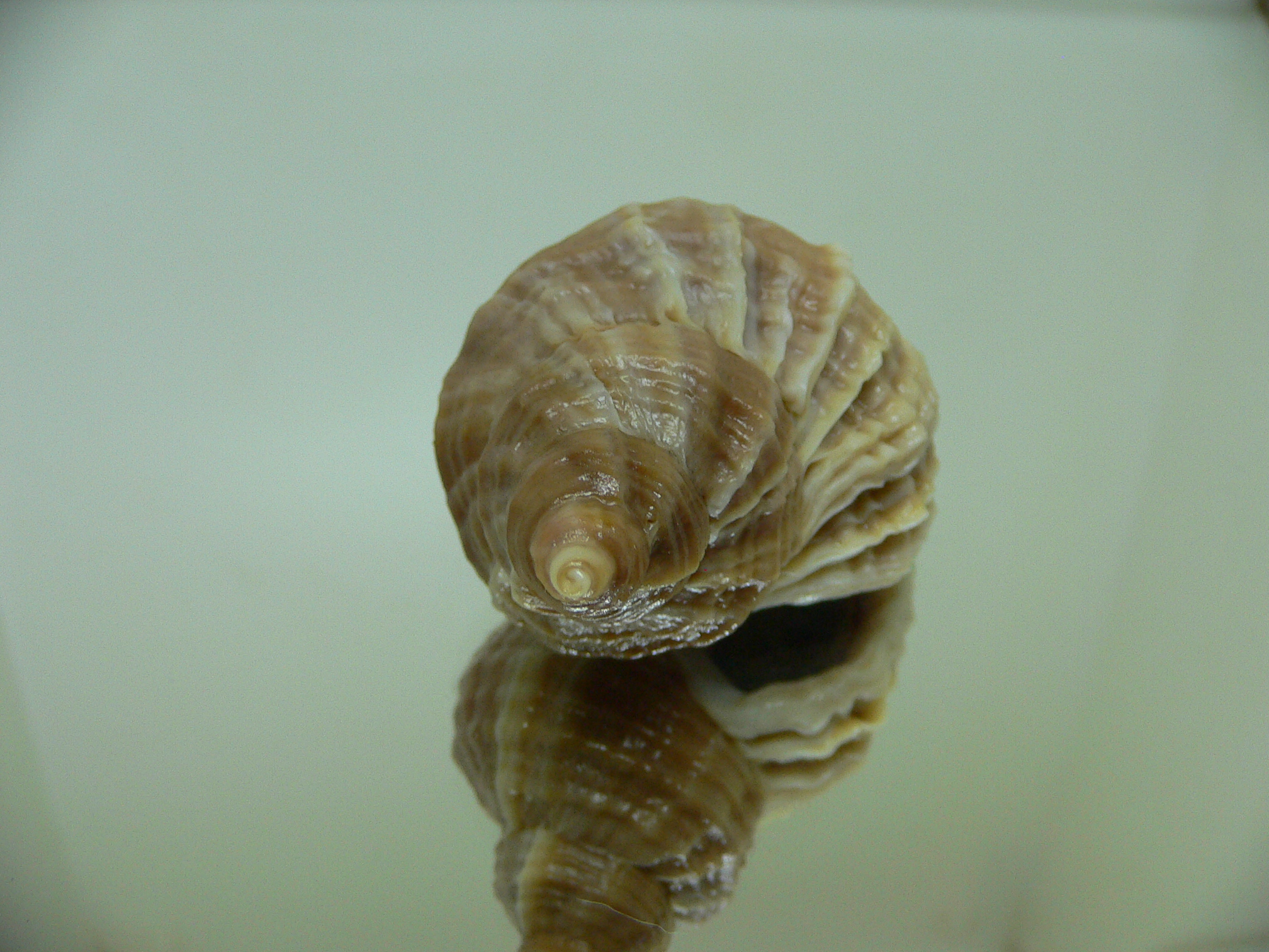 Nucella freycinetii freycinetii ELONGATE & CURLY