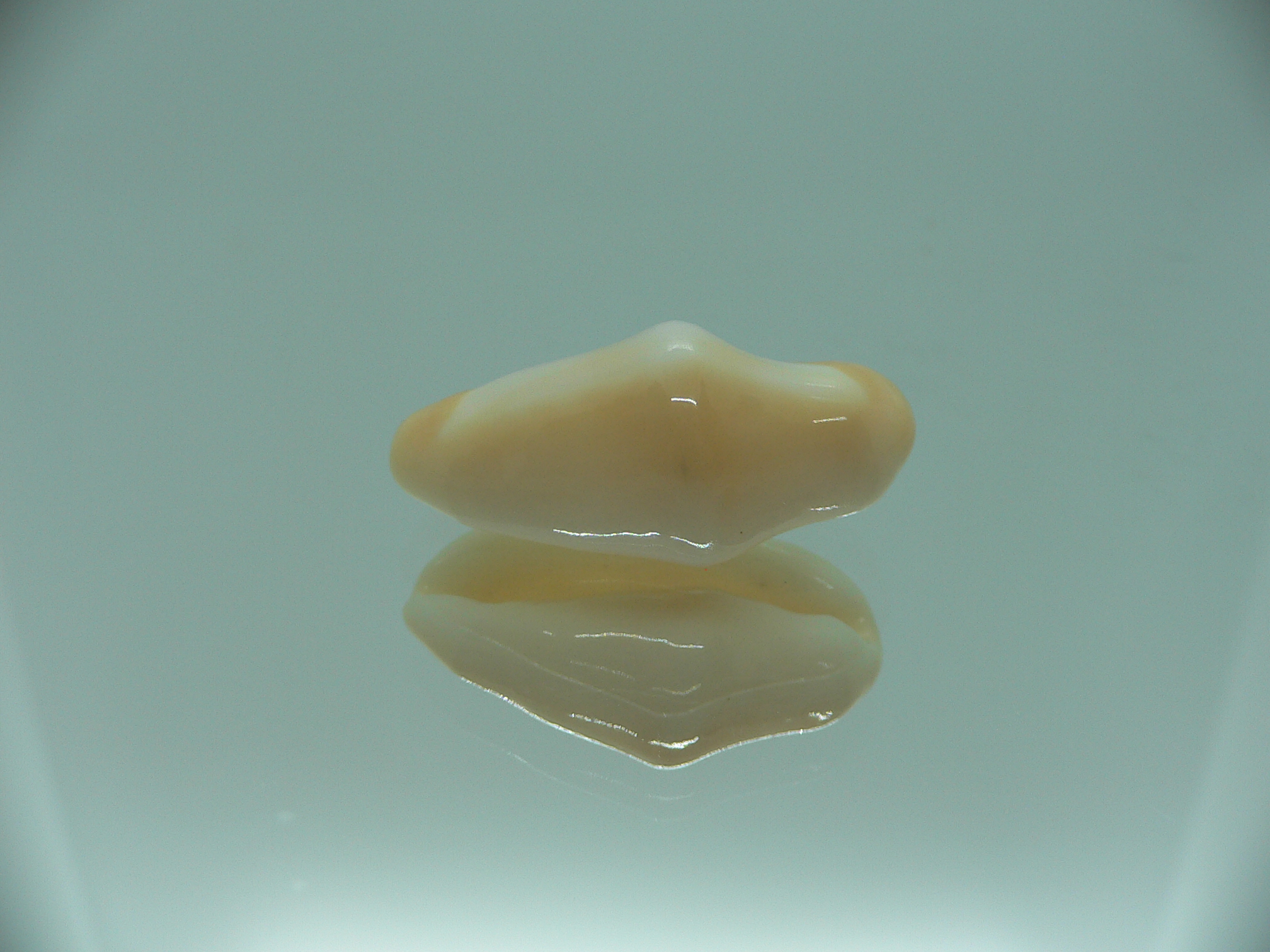 Cyphoma gibbosum