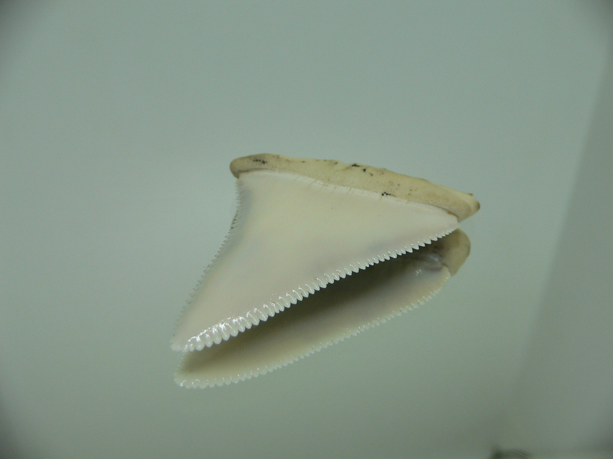 Carcharodon carcharias Зуб БЕЛОЙ акулы