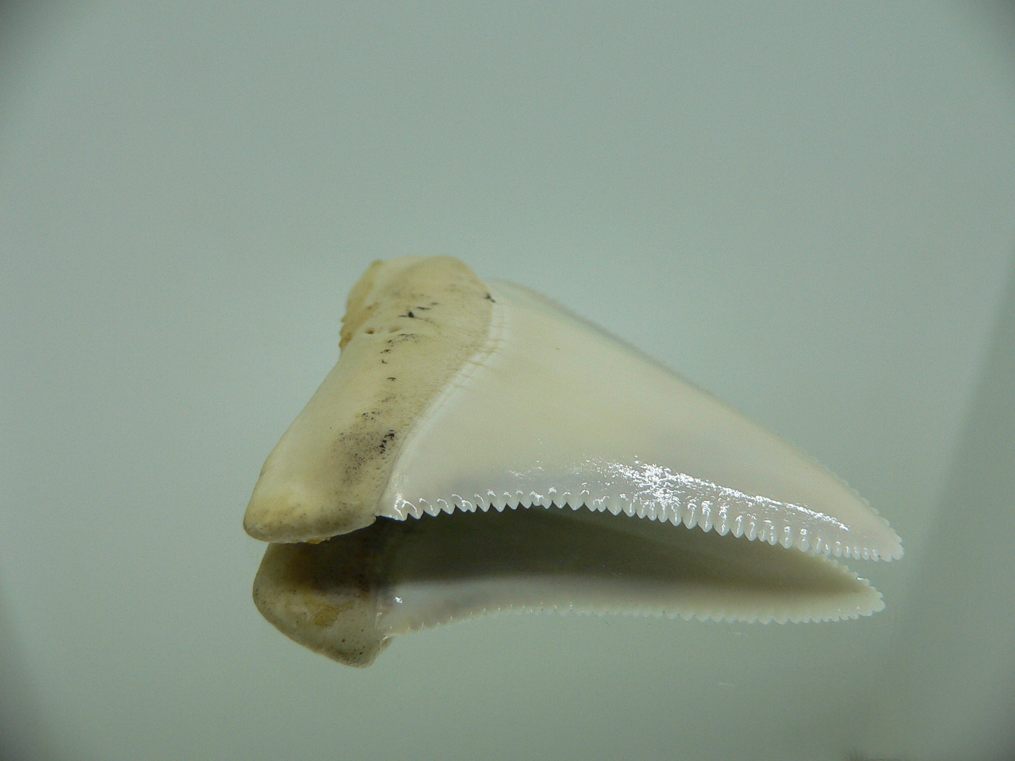 Carcharodon carcharias Зуб БЕЛОЙ акулы