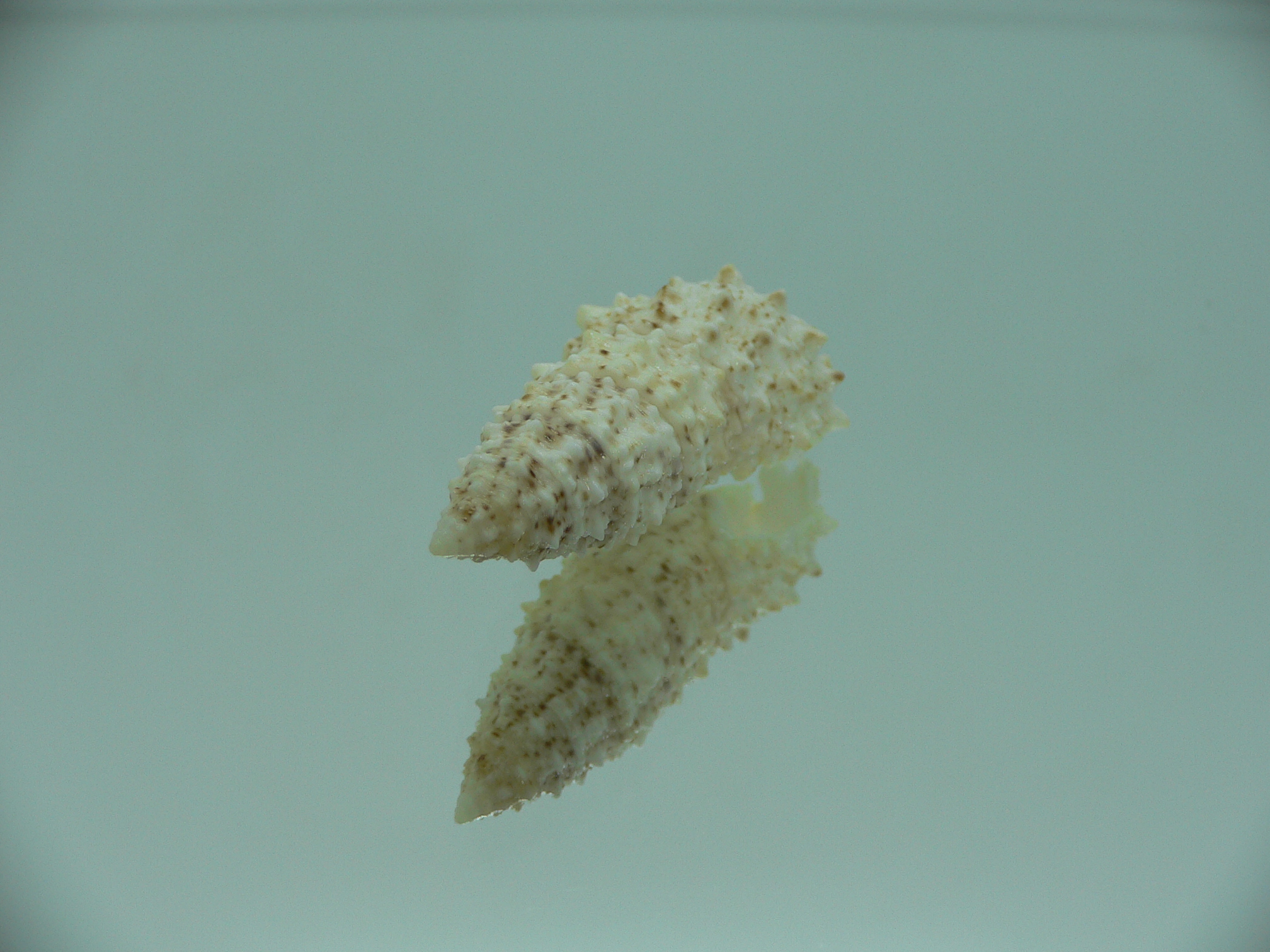 Cerithium echinatum ELONGATE