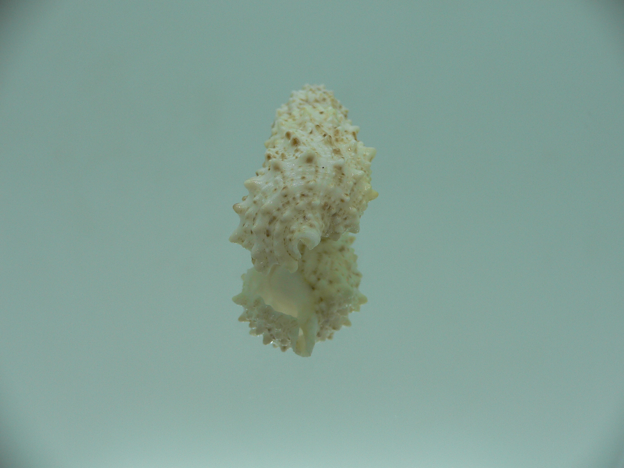 Cerithium echinatum ELONGATE