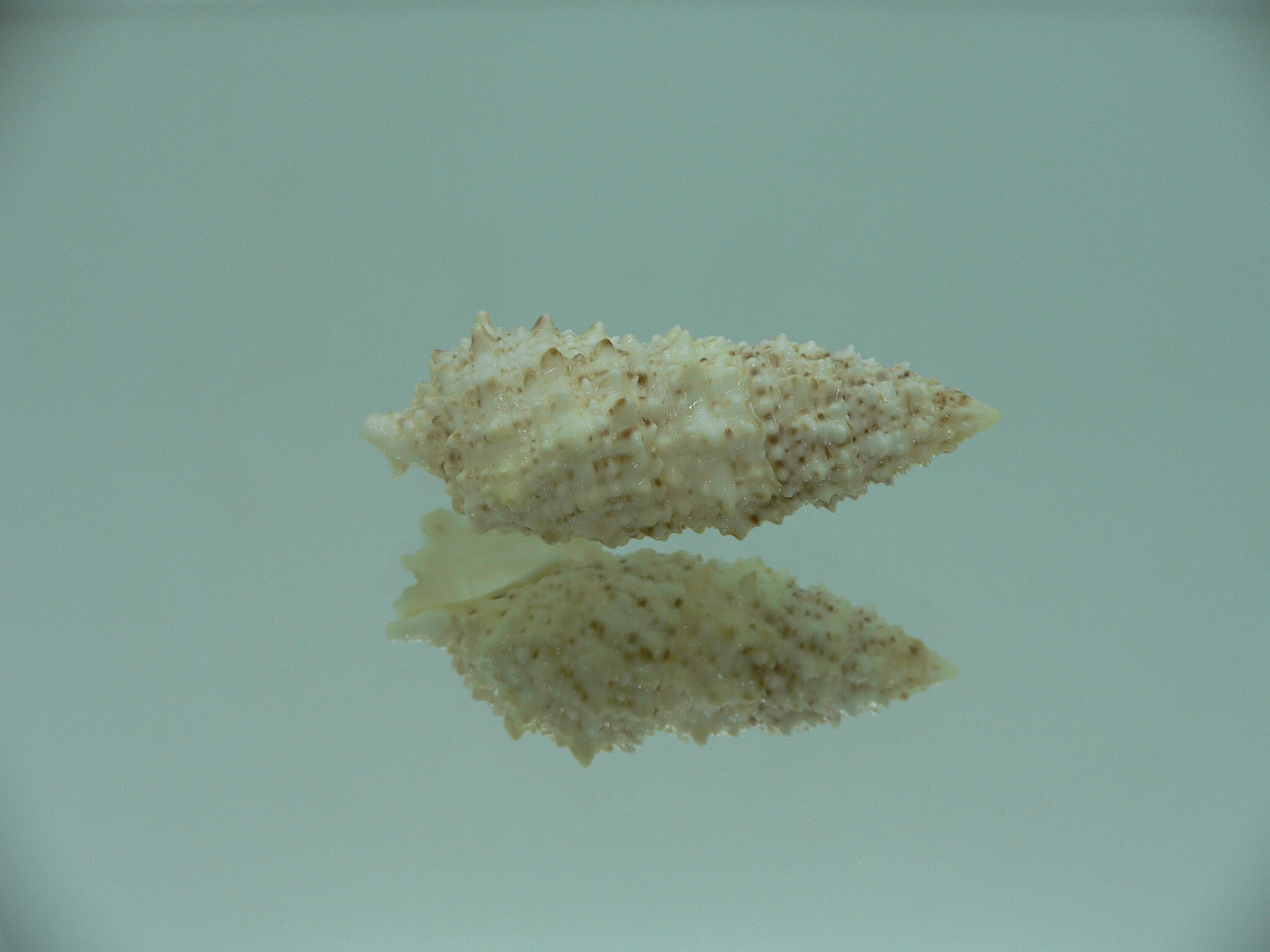 Cerithium echinatum ELONGATE