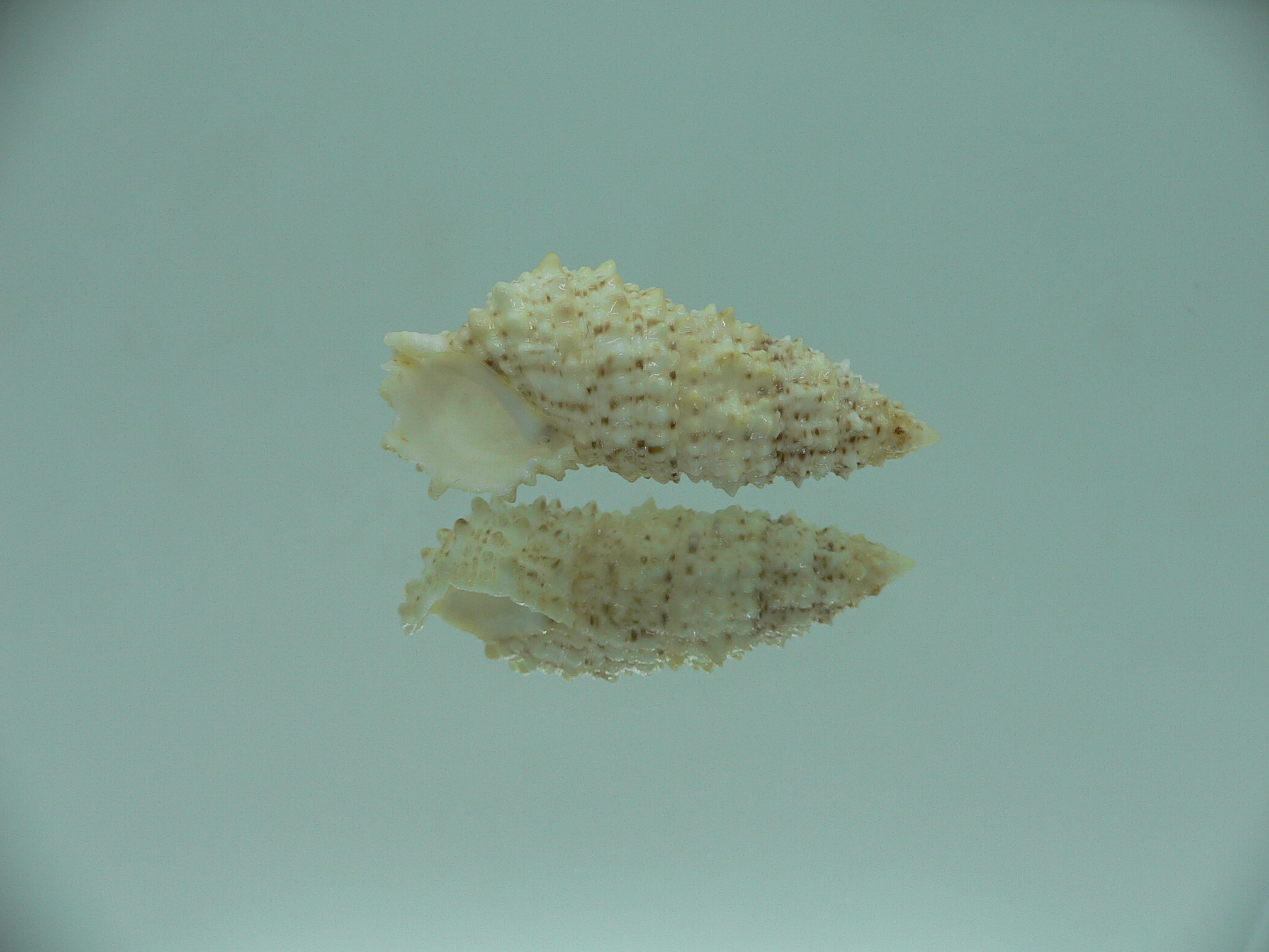 Cerithium echinatum ELONGATE