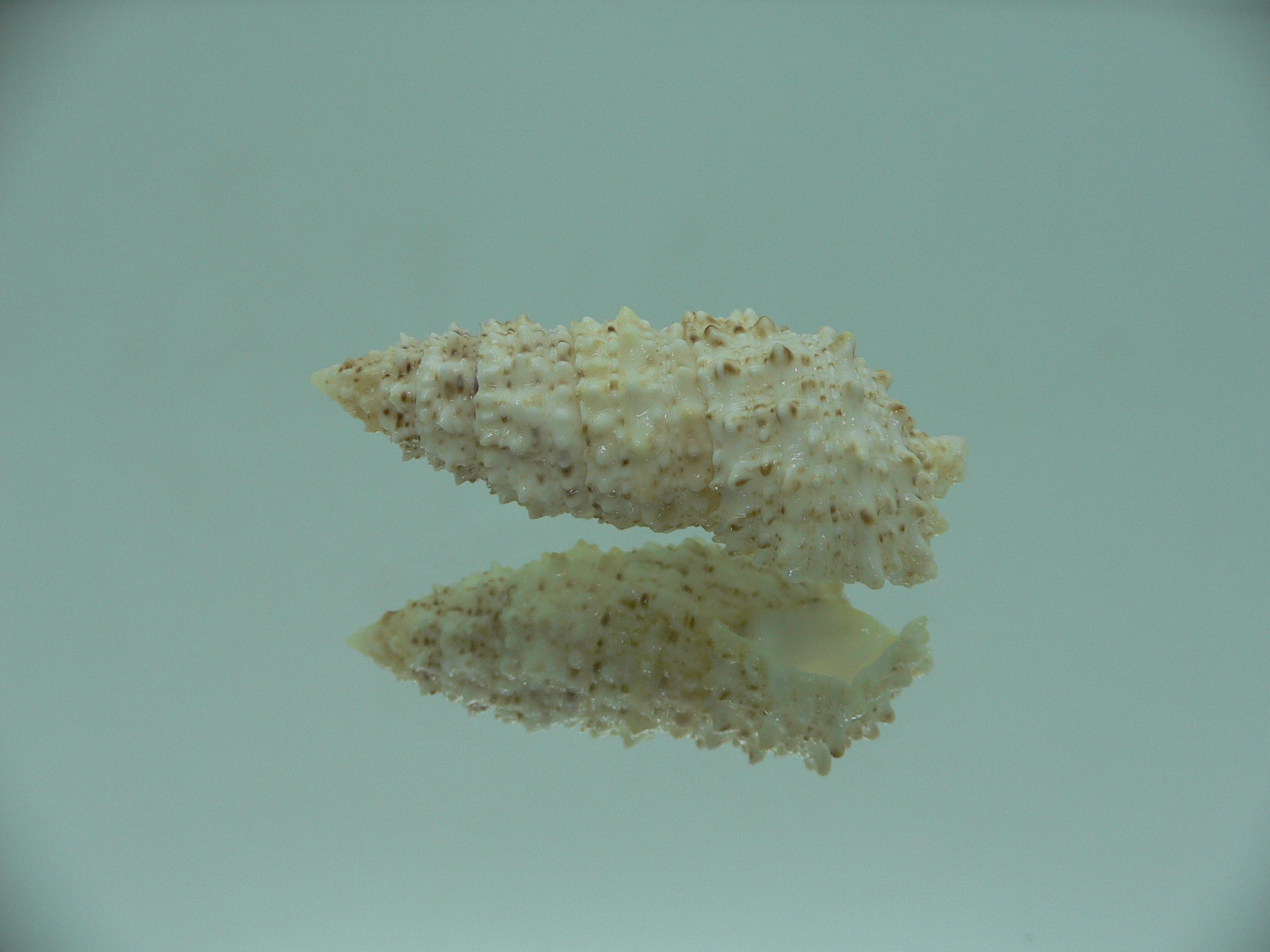 Cerithium echinatum ELONGATE