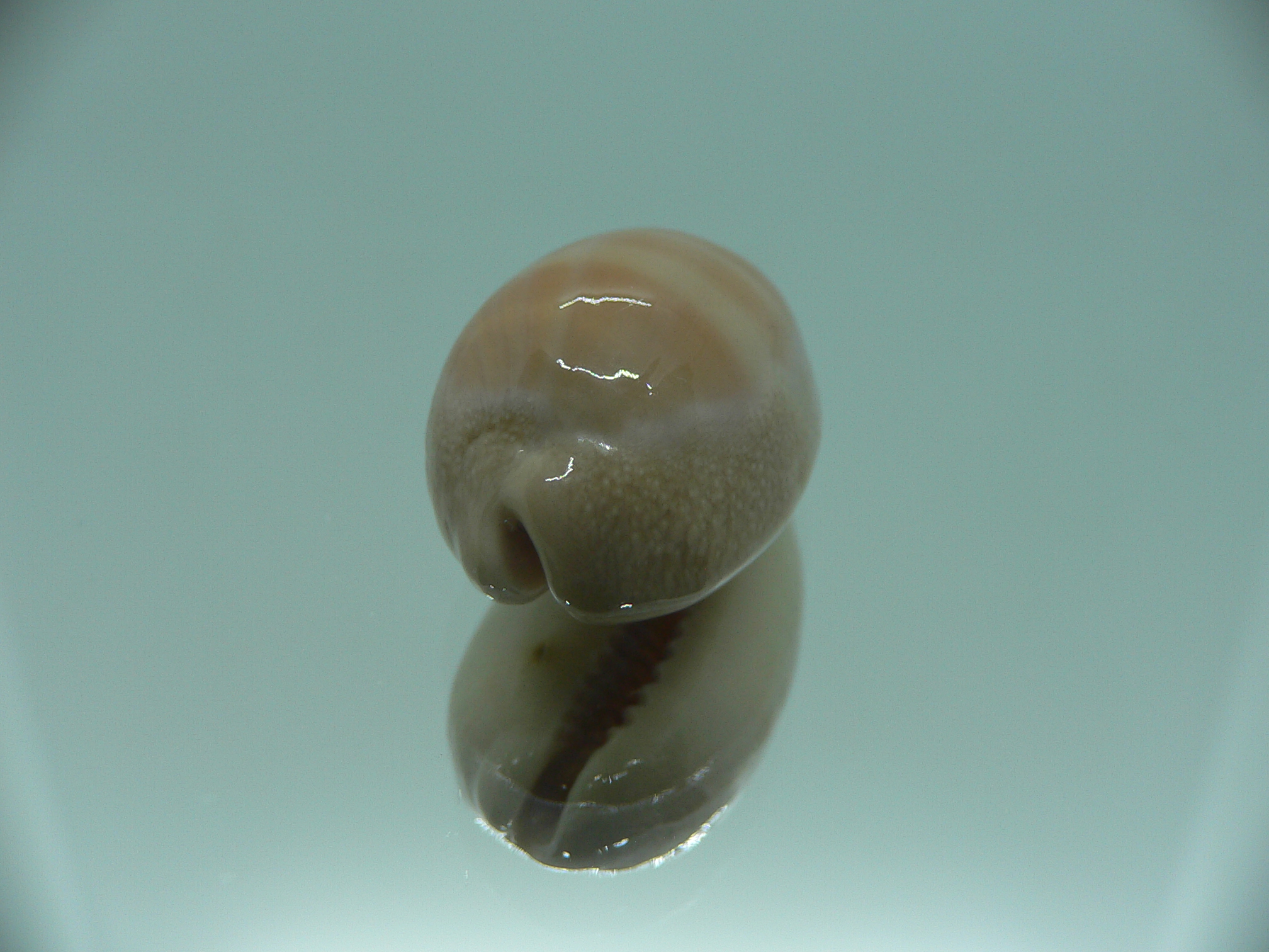 Cypraea carneola BABY