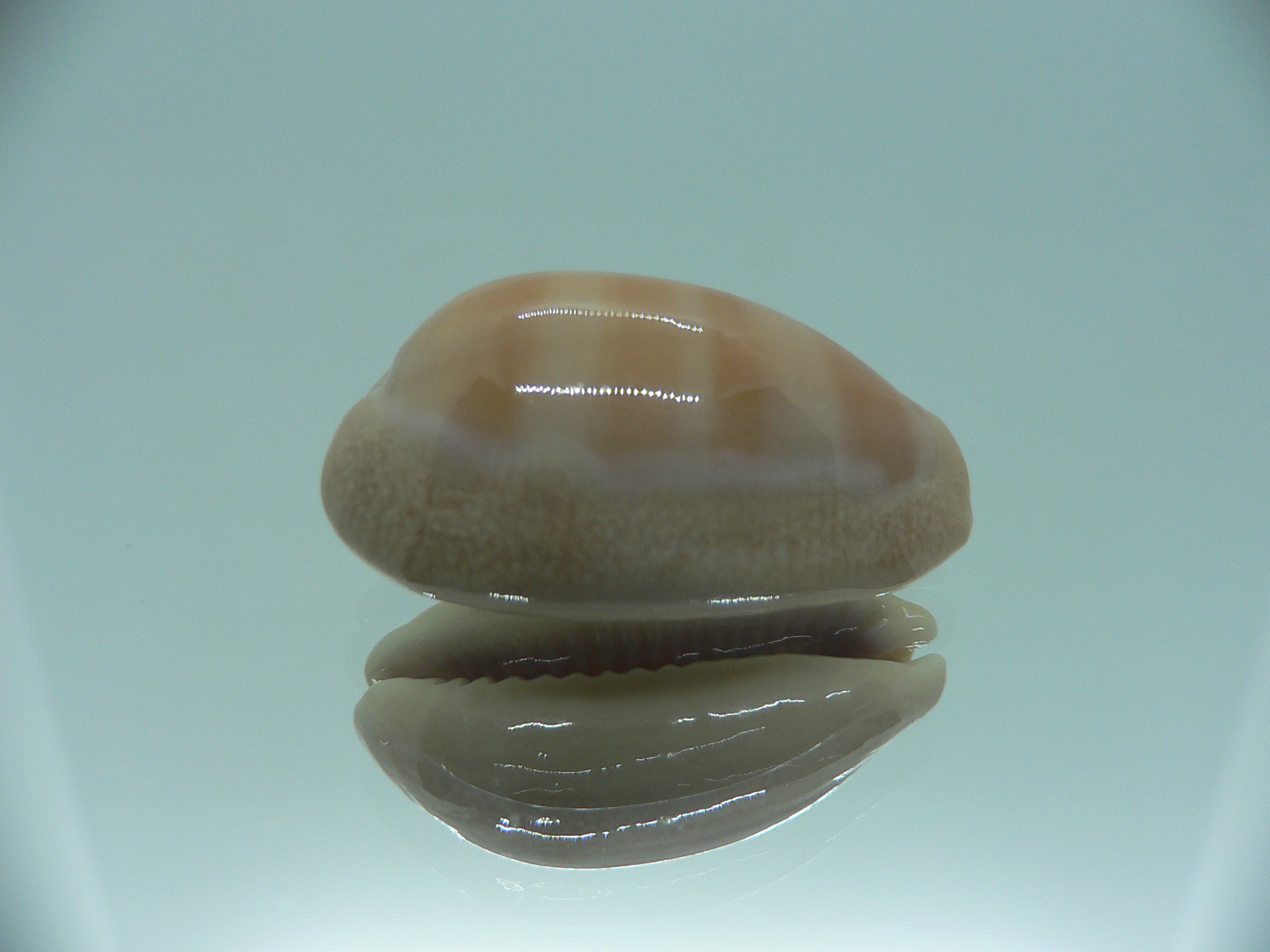 Cypraea carneola BABY