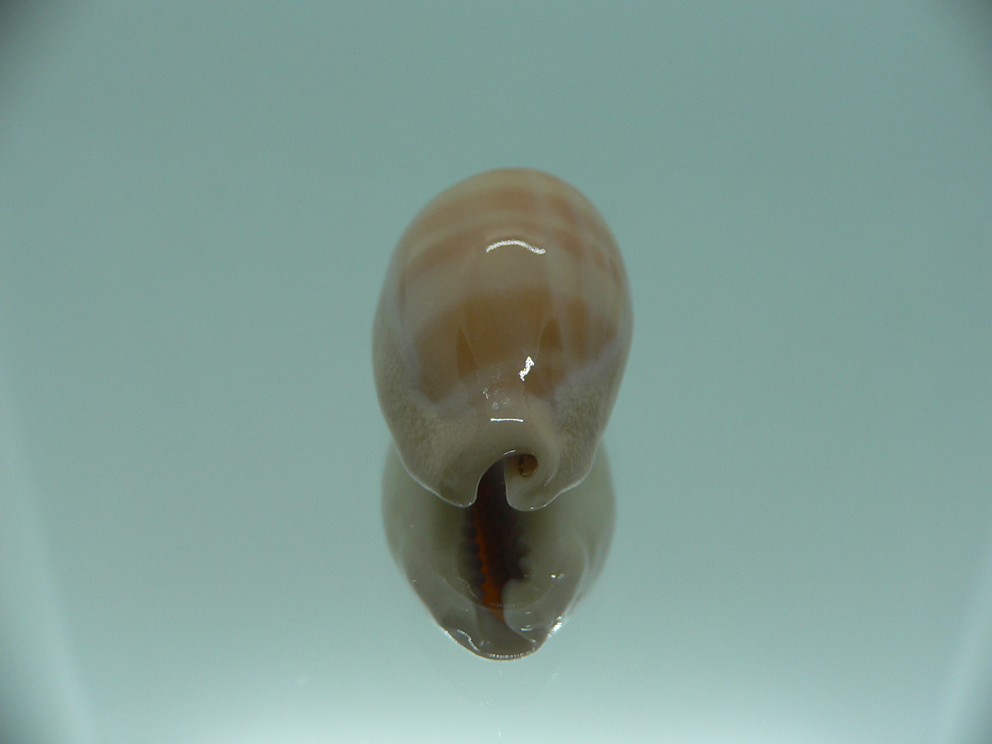 Cypraea carneola BABY