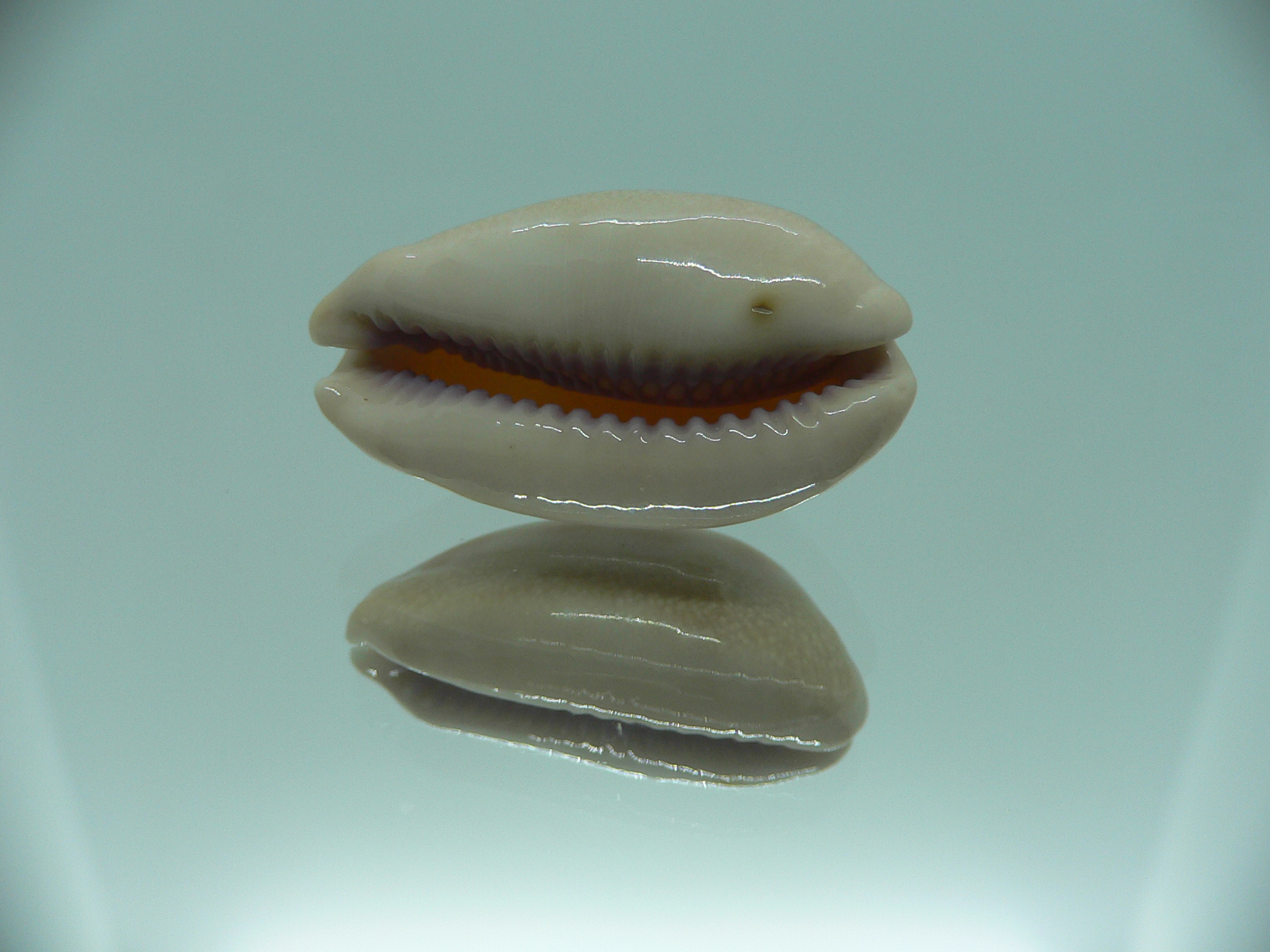 Cypraea carneola BABY