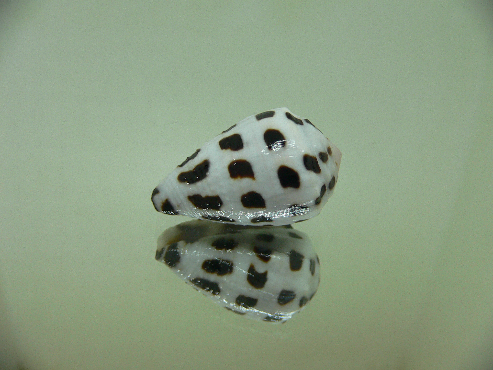 Conus ebraeus