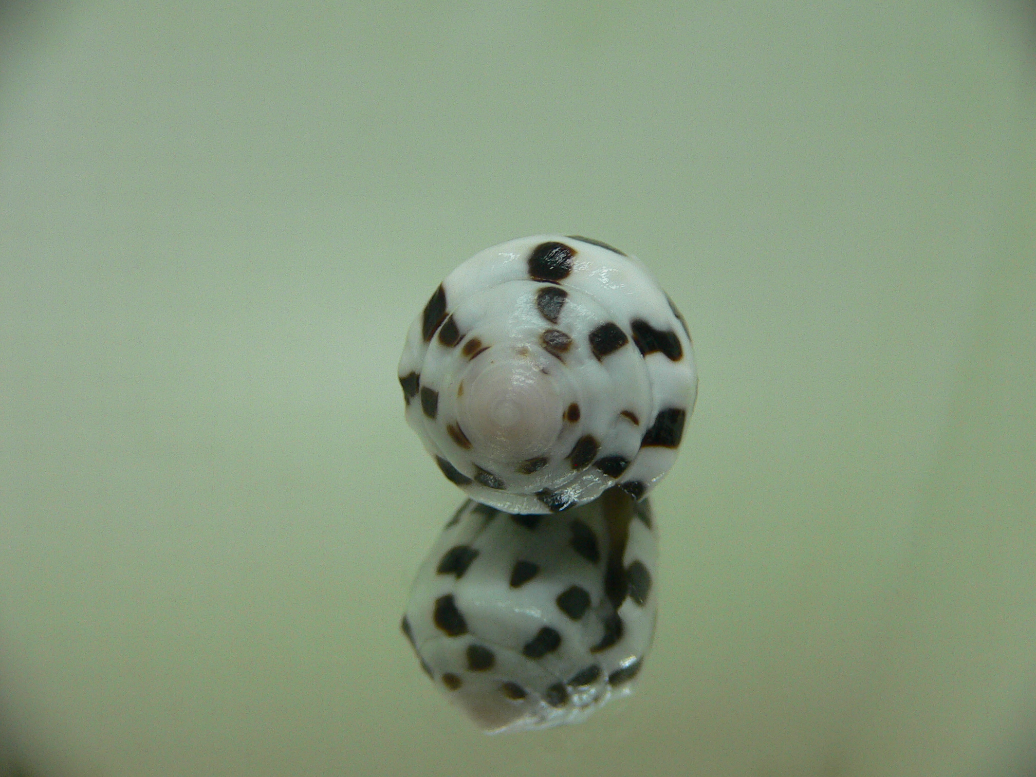 Conus ebraeus