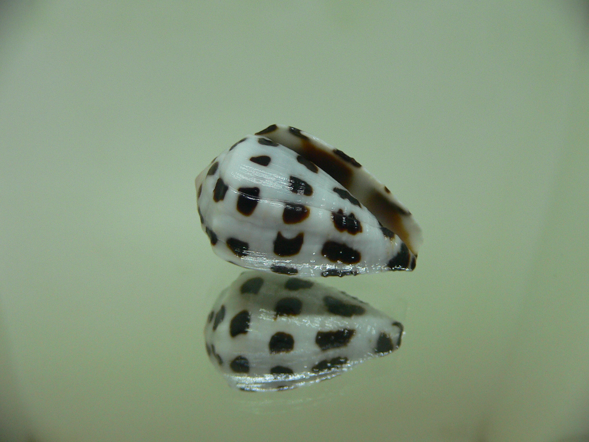 Conus ebraeus