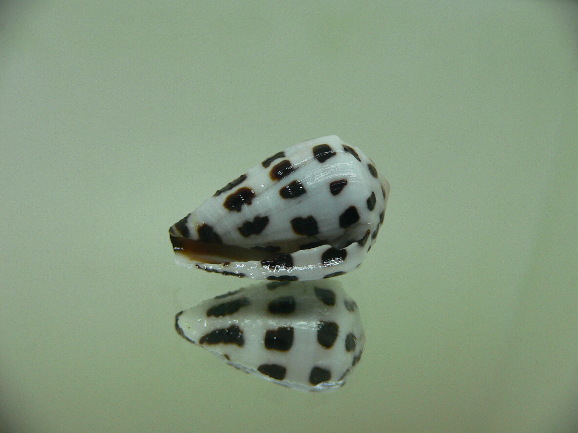 Conus ebraeus