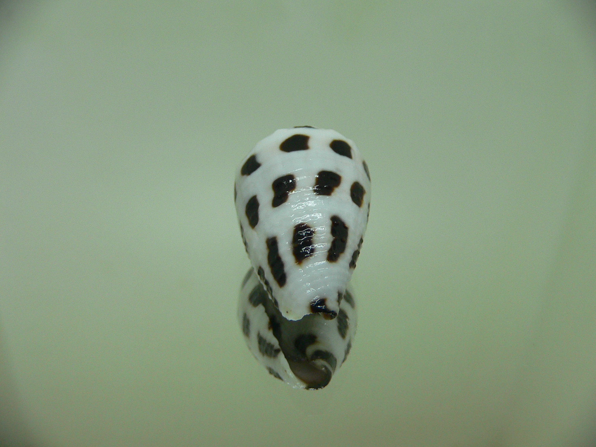 Conus ebraeus