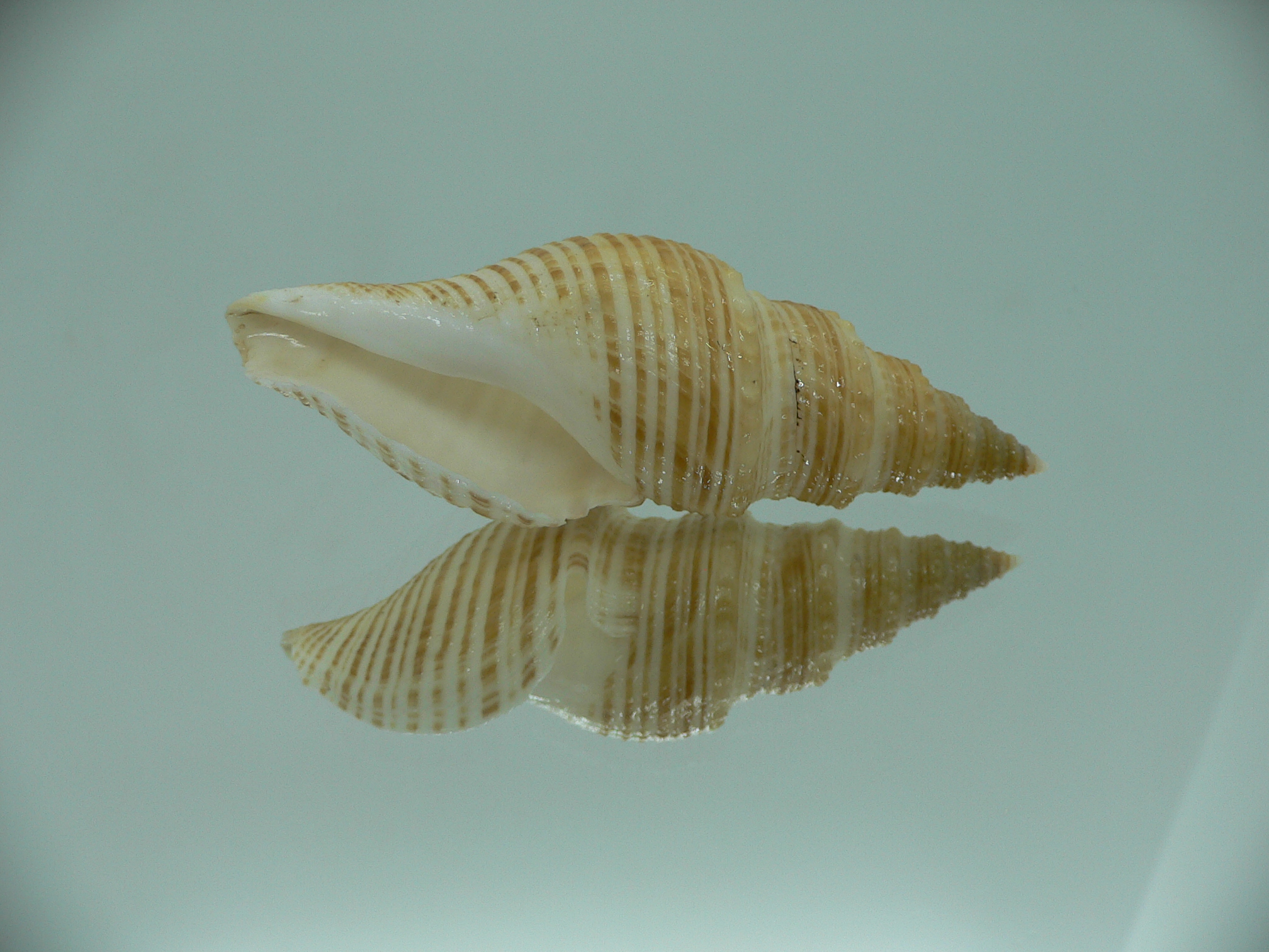 Bathytoma luehdorfi RARE