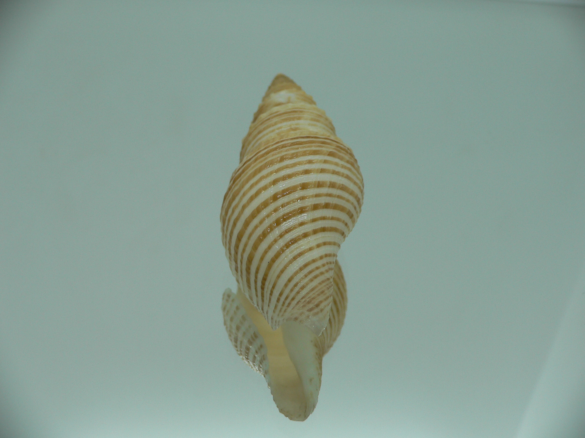 Bathytoma luehdorfi RARE