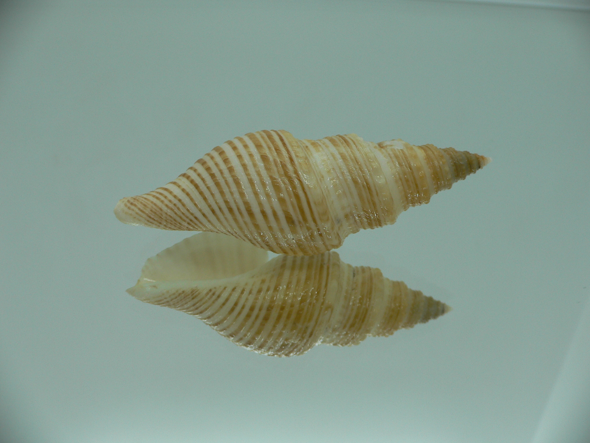 Bathytoma luehdorfi RARE