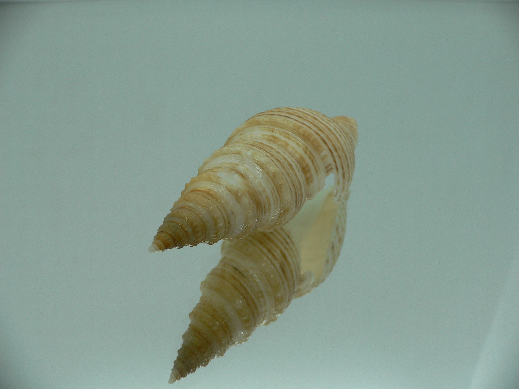 Bathytoma luehdorfi RARE
