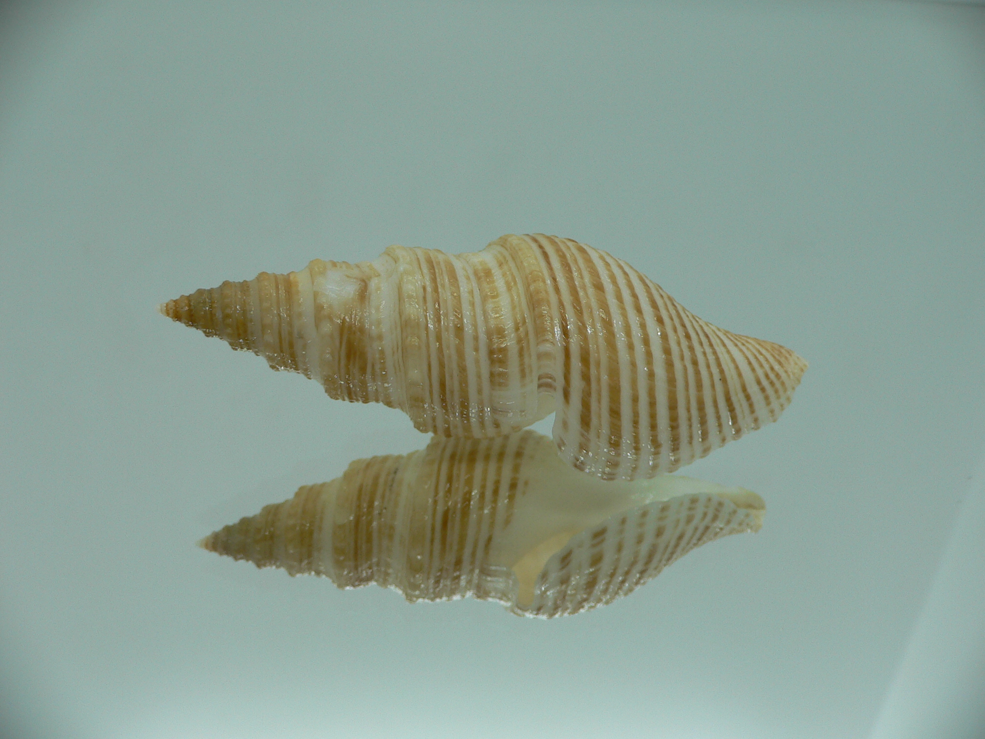 Bathytoma luehdorfi RARE