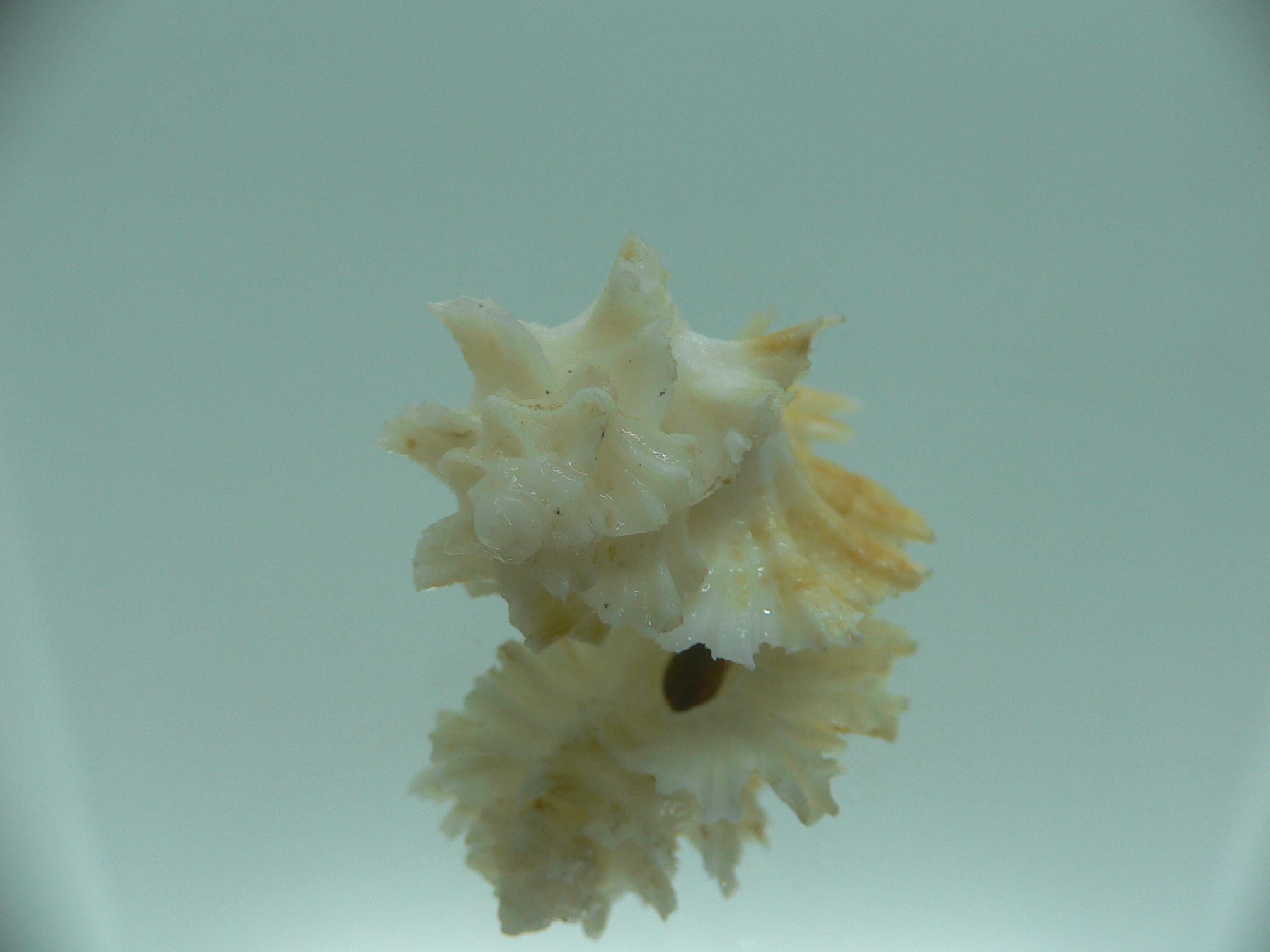 Homalocantha secunda WHITE-YELLOW