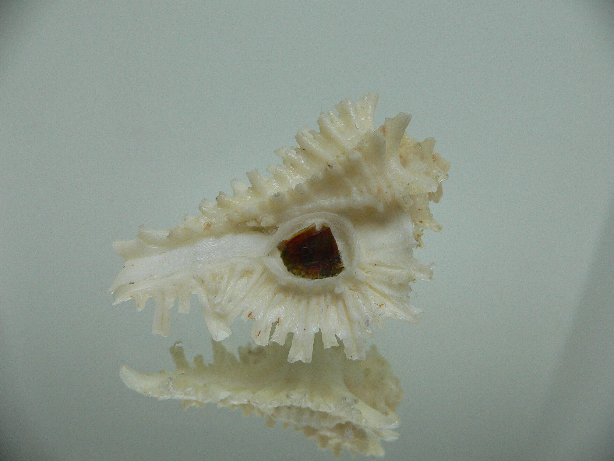 Homalocantha secunda ALBINO